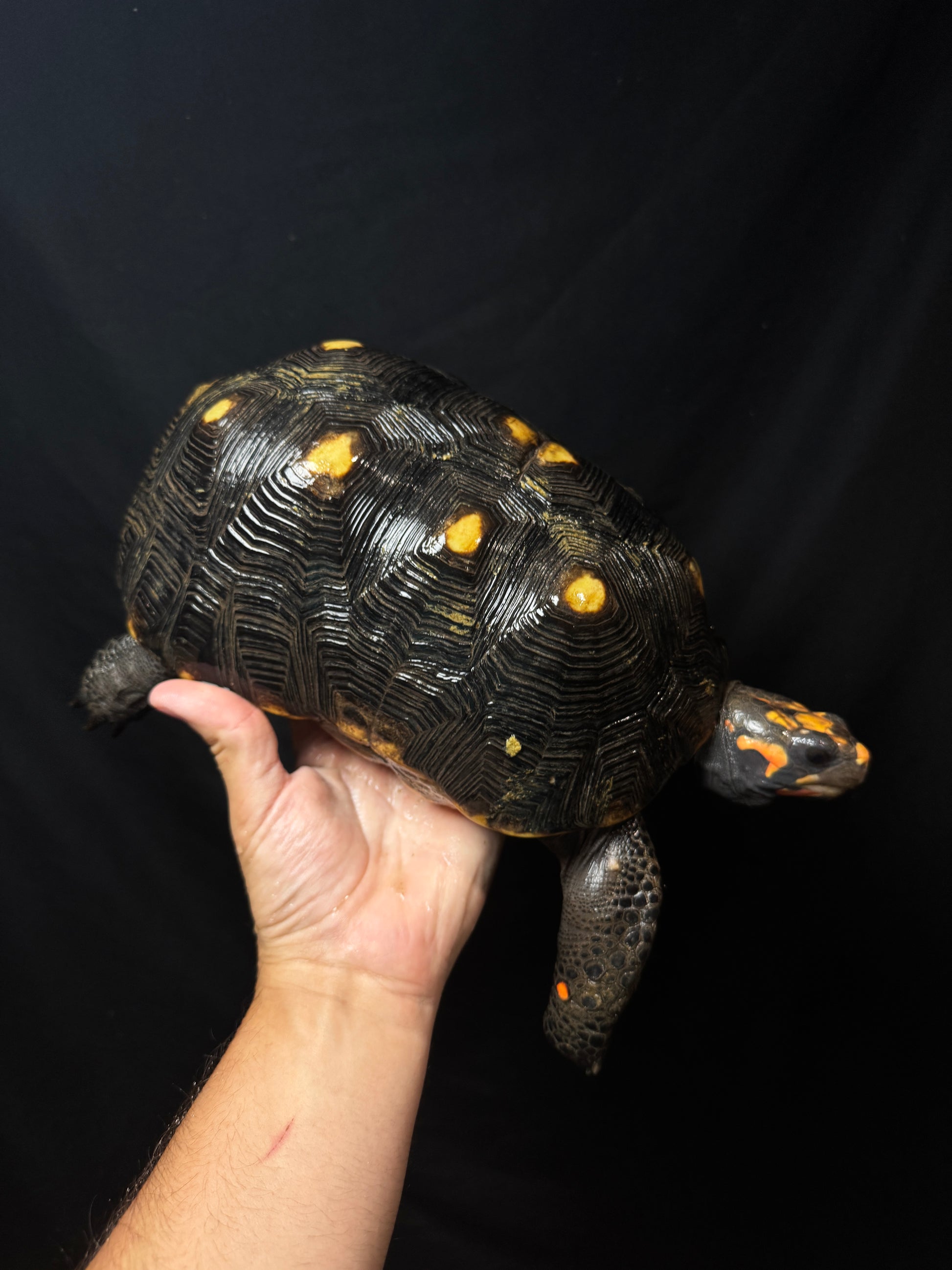 #51 B Grade Adult male Redfoot!