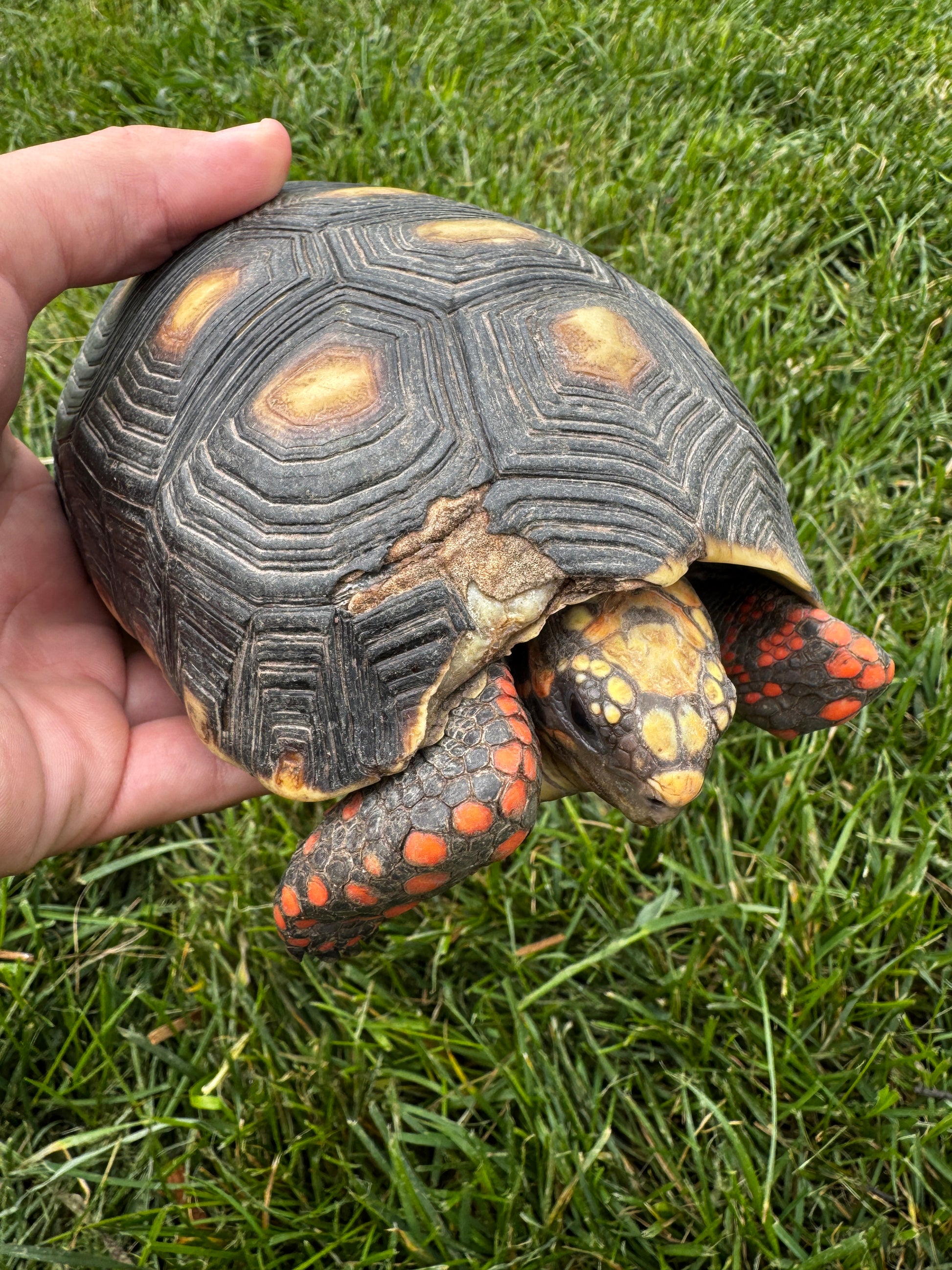 B Grade Redfoot Tortoise Pair!