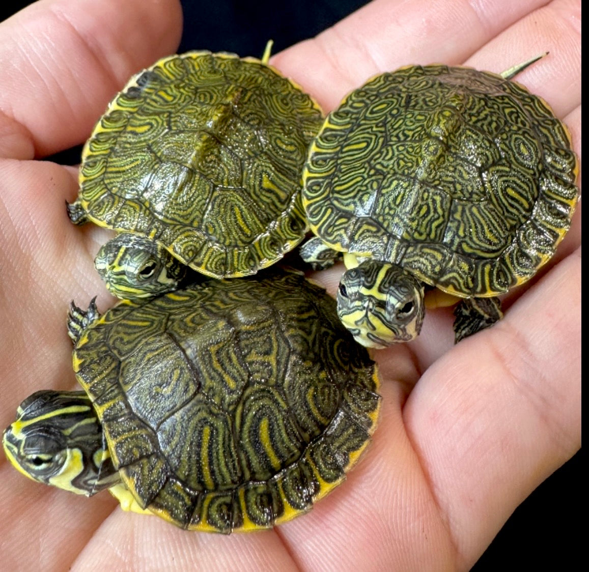 Baby Yellow Bellied Slider