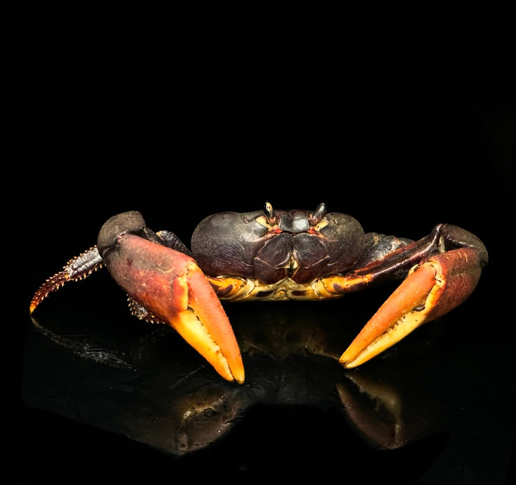 Giant Zombie Land Crab!