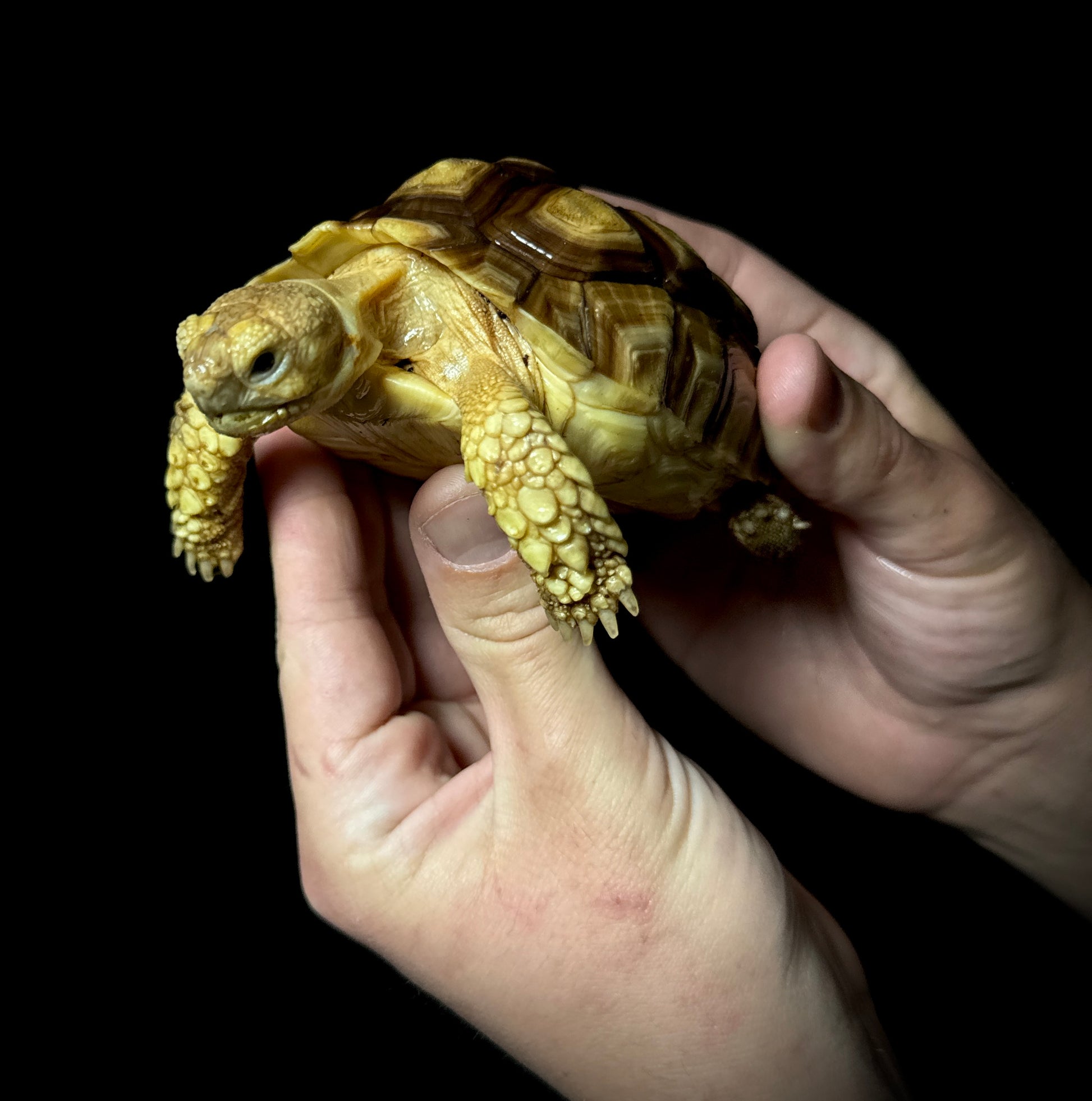 Captive Bred 4” Sulcata Tortoise