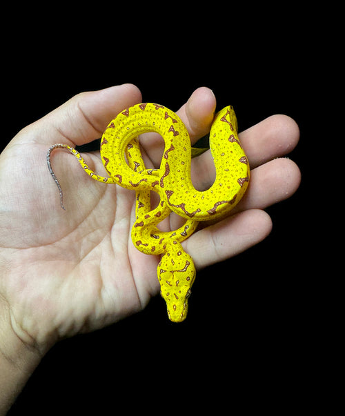 #1 CB Green Tree Python