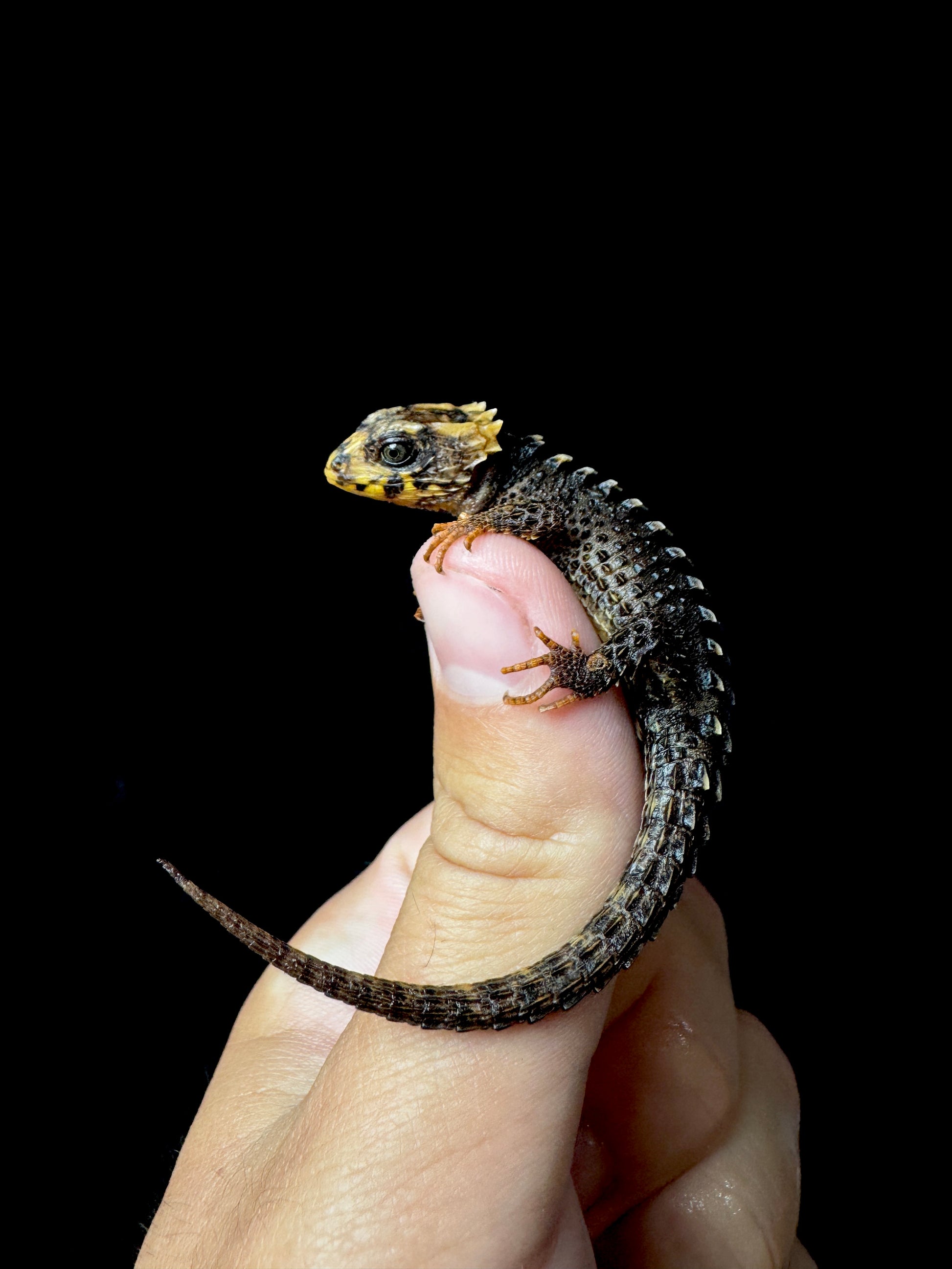 Captive Bred Baby Red Eyed Crocodile Skinks!