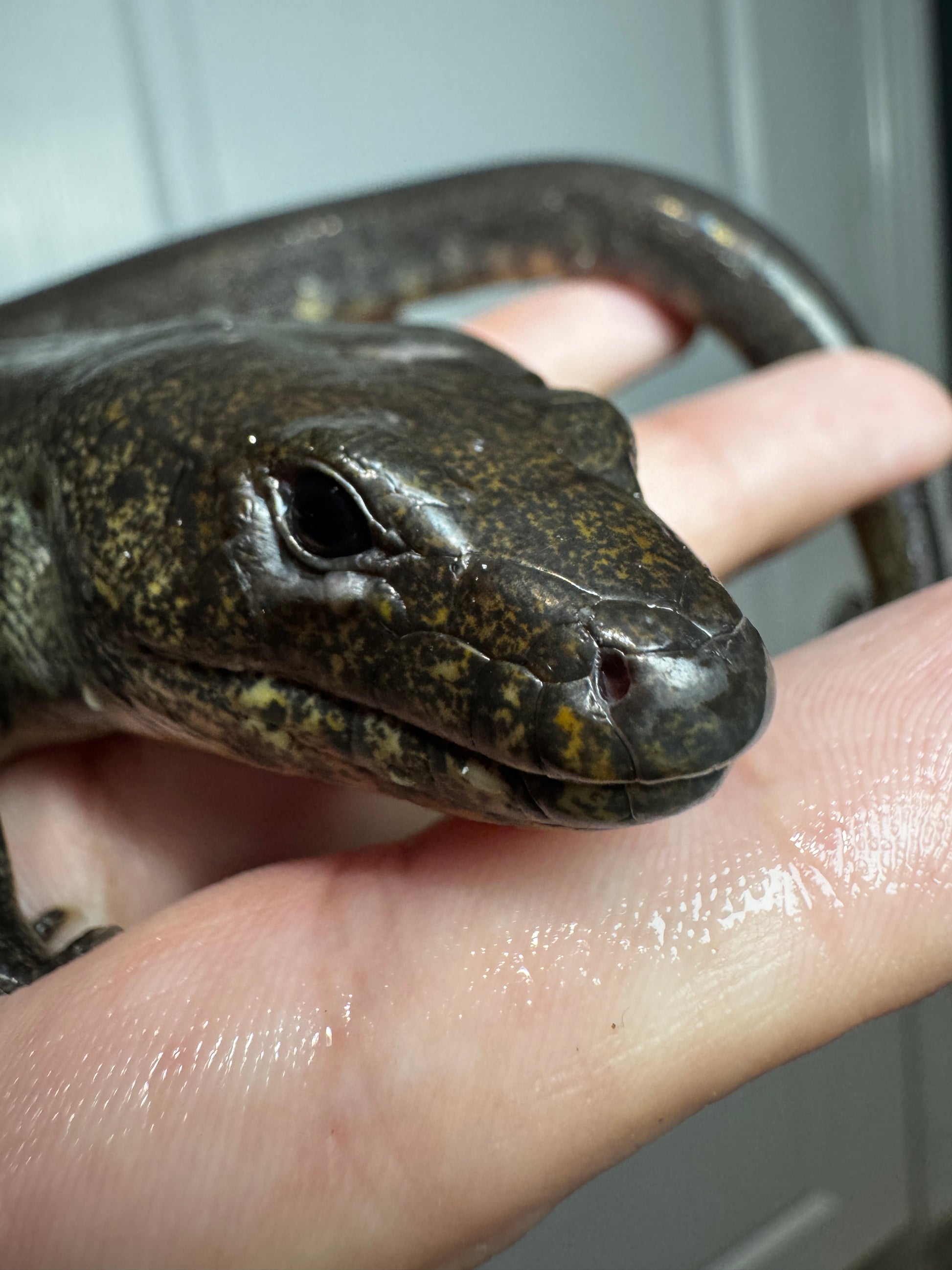 Madagascar Diving Skink PAIR!