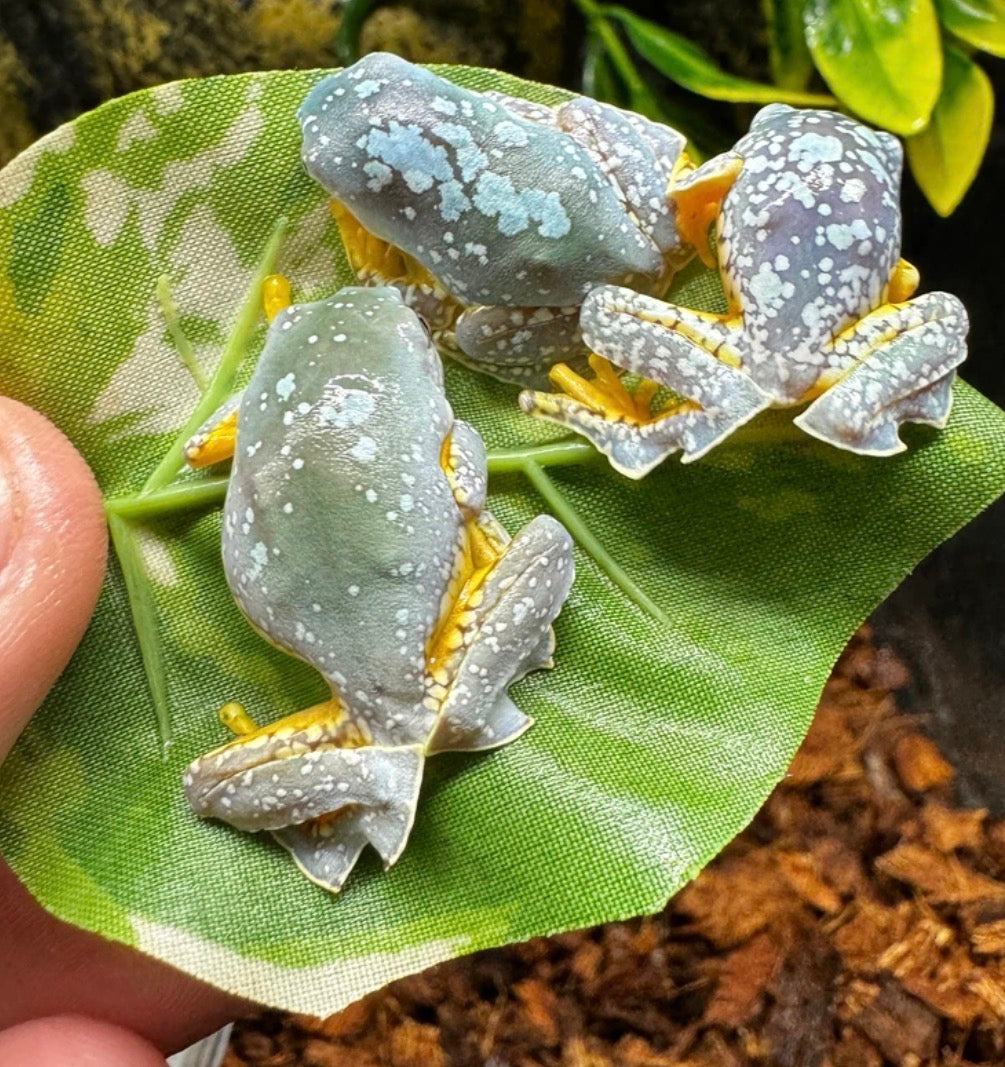 Fringe Frog!