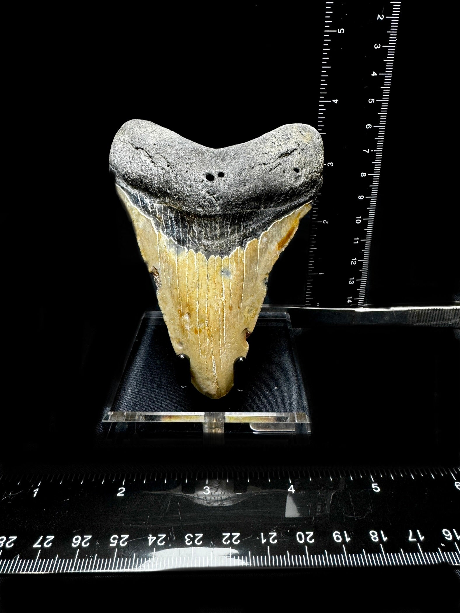 #6 4.5” Meg Tooth