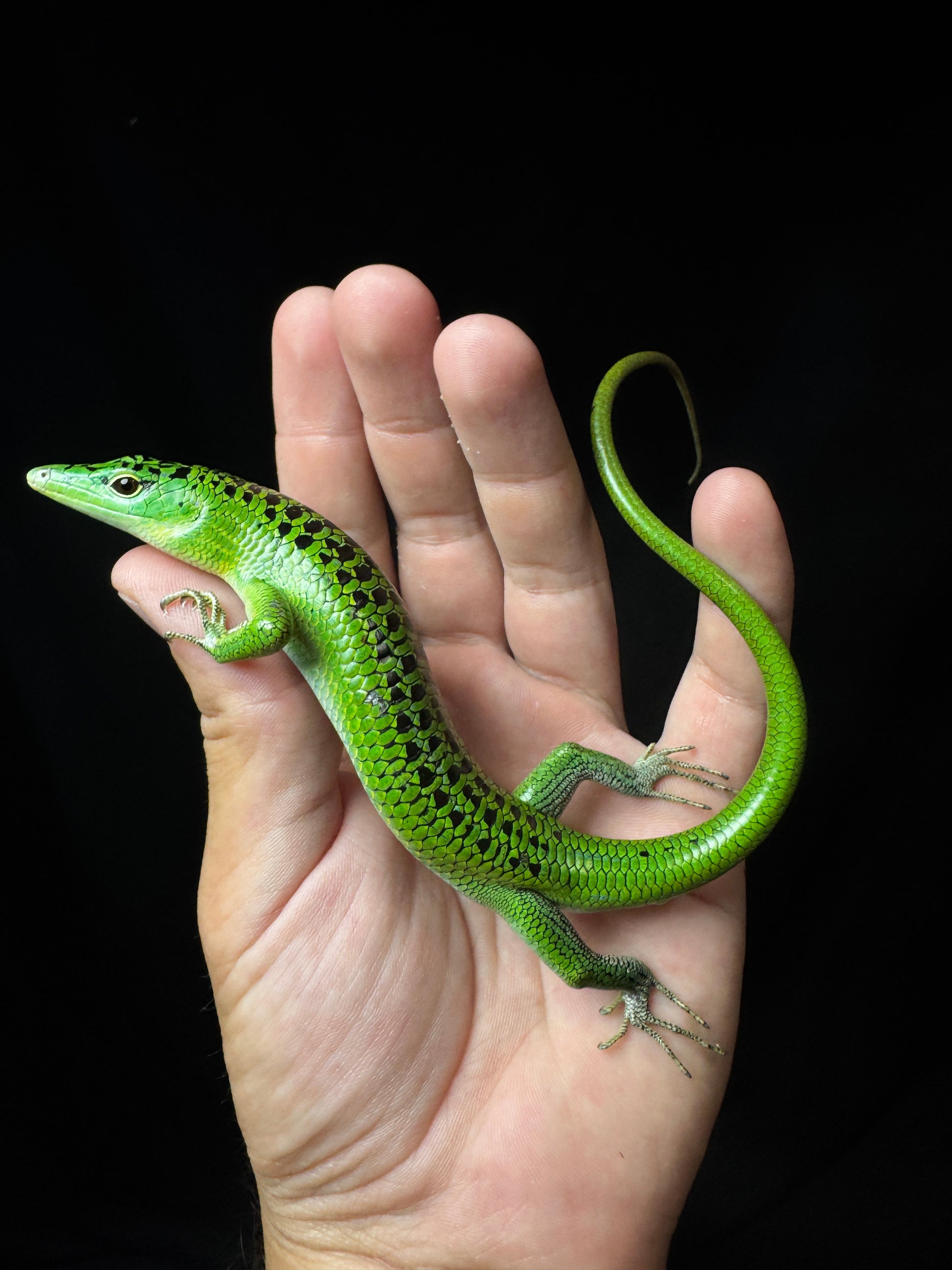 #1 Grade A Large Male Black Spotted Emerald Tree Skink!
