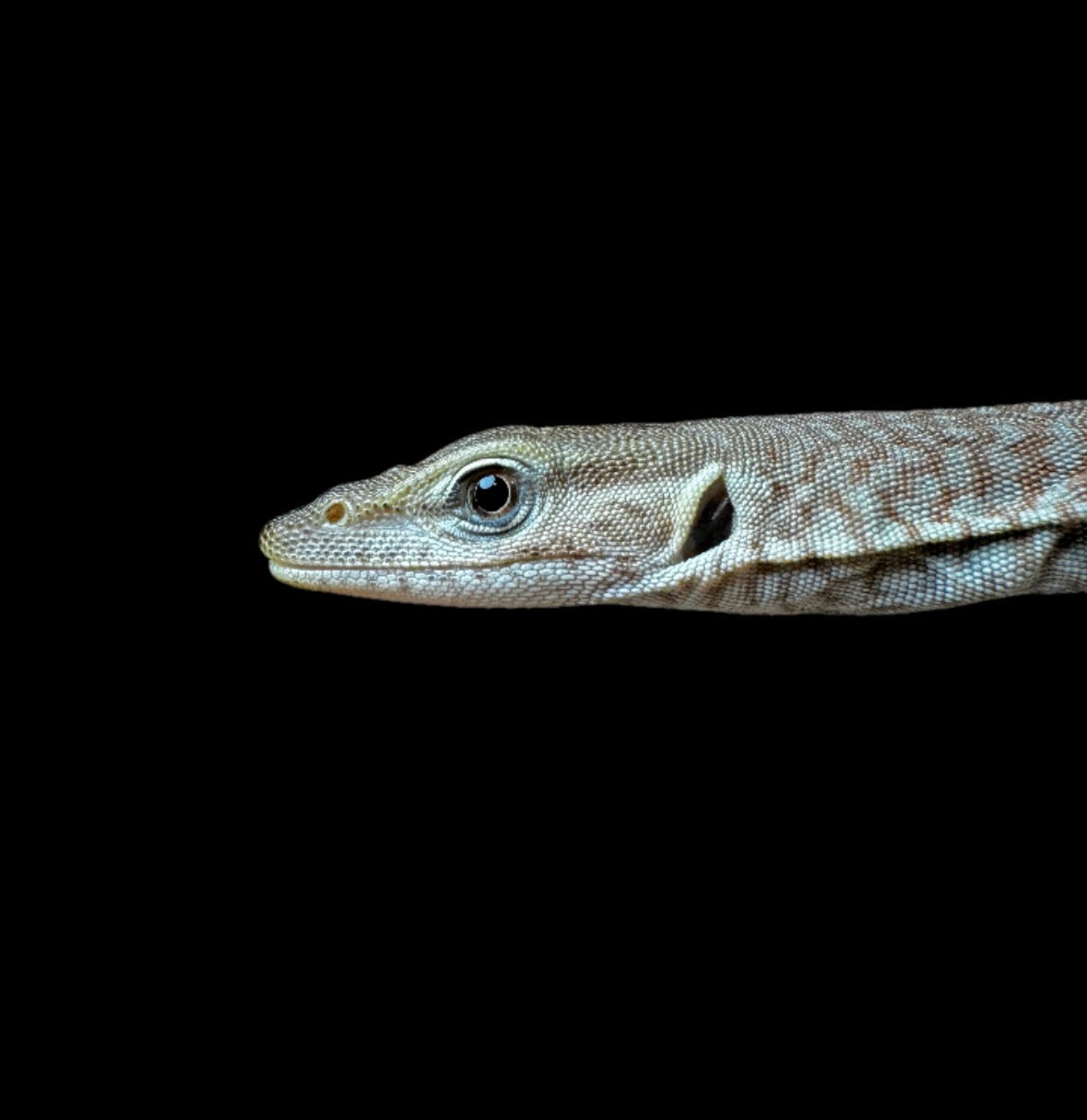 #1 USACB Freckle Monitor
