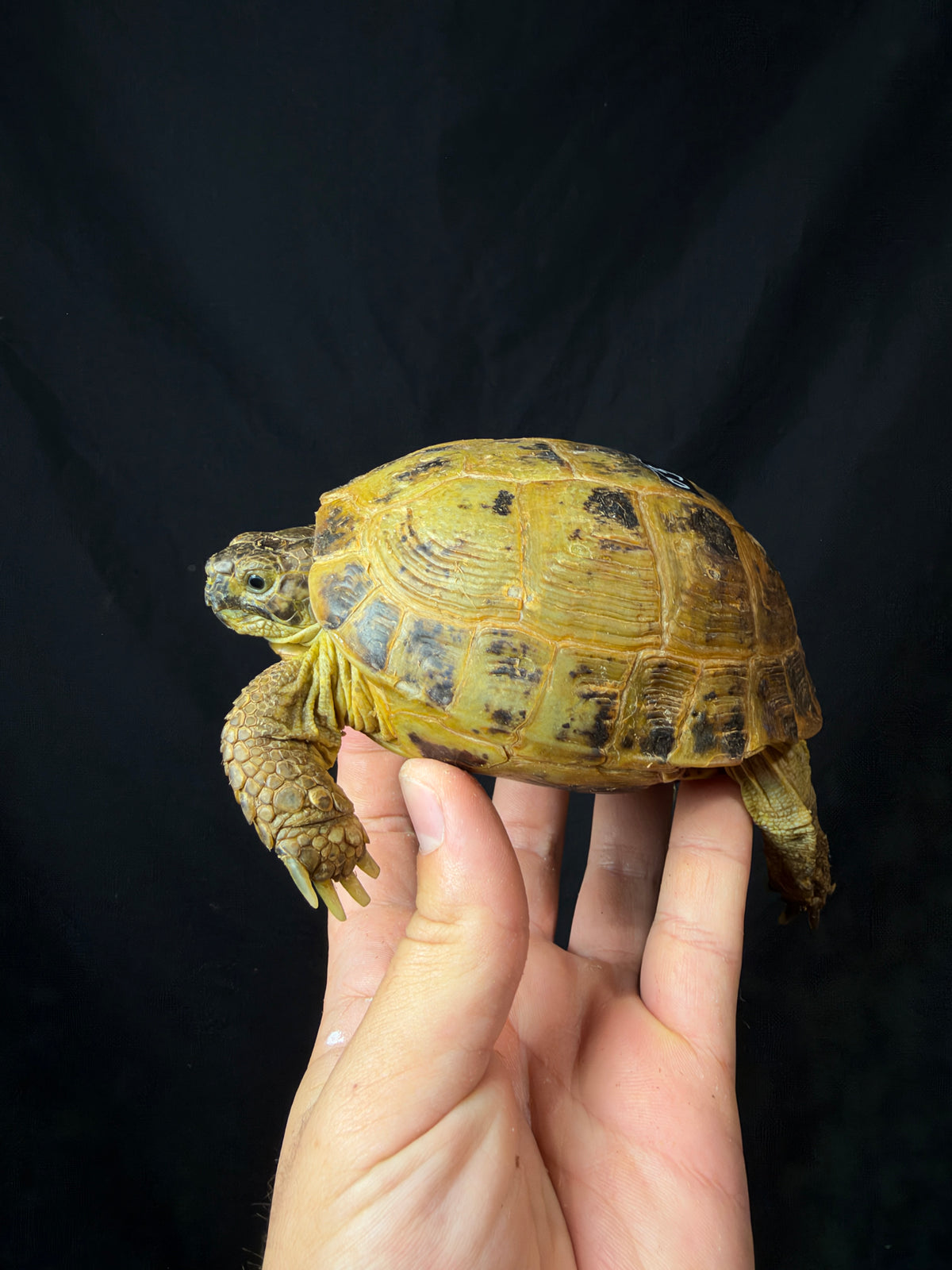 #5 Russian Tortoise Male