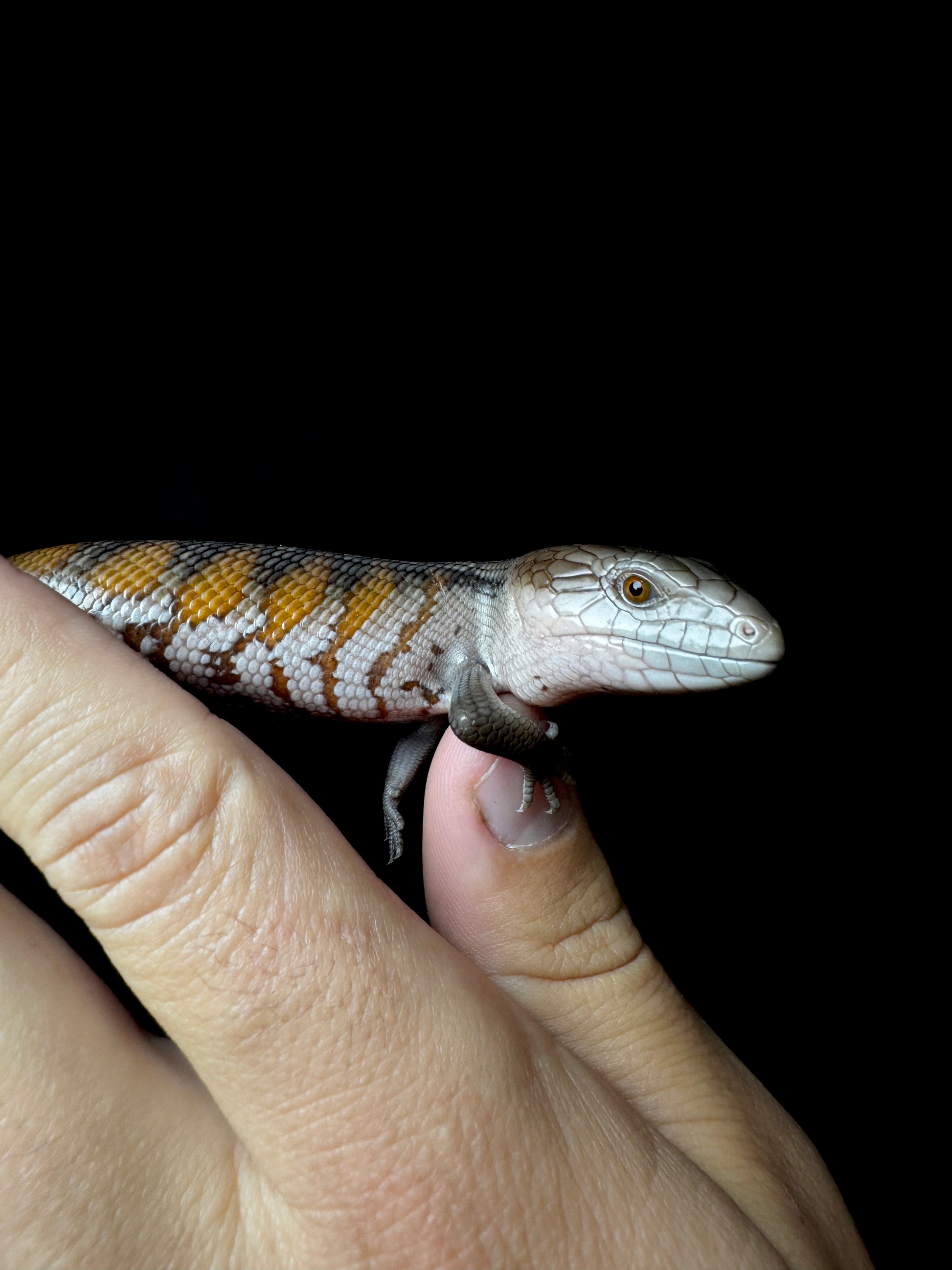 #5 USACB Northern Blue Tongue Skink