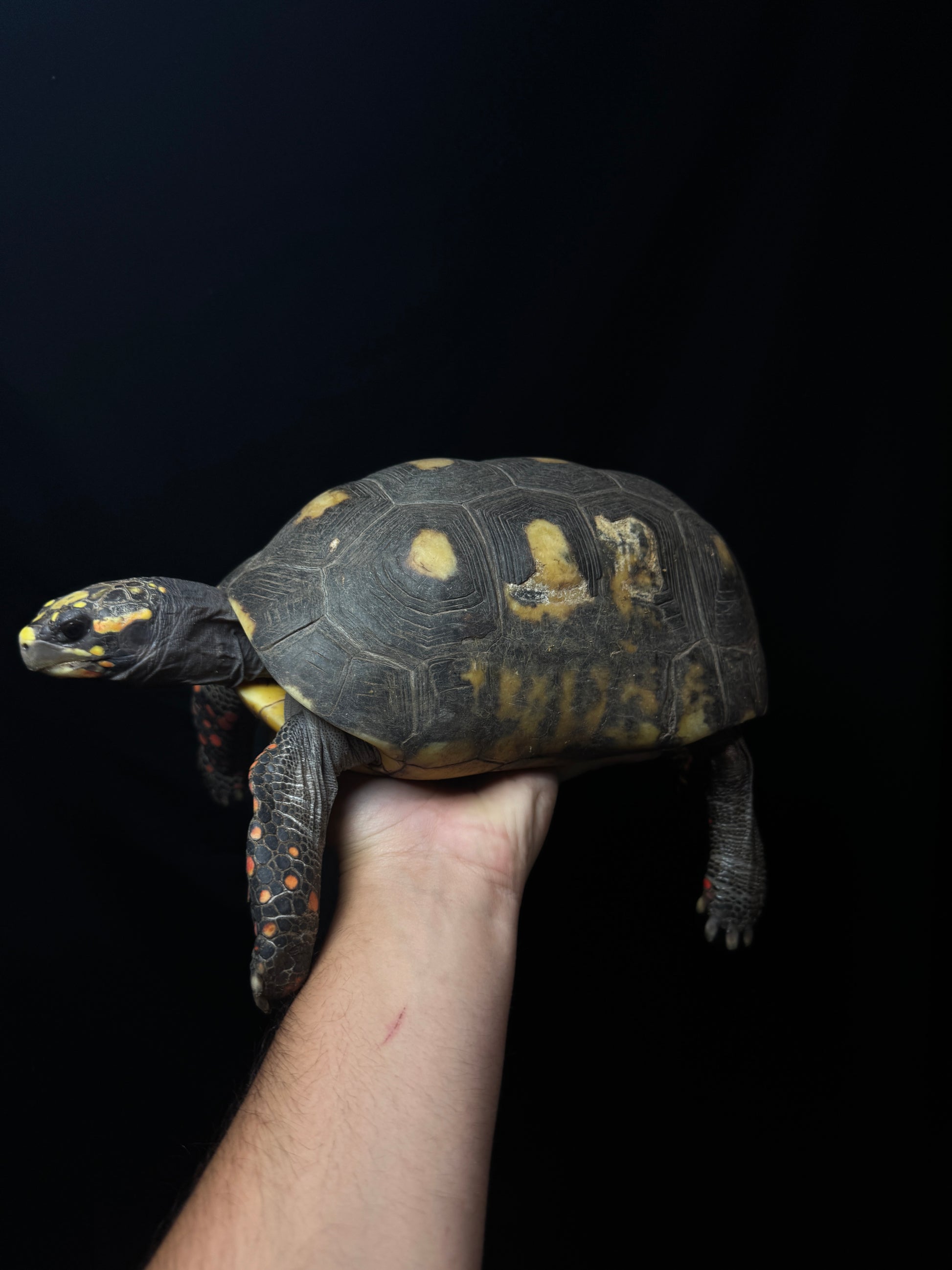 #50 B Grade Adult Female Redfoot