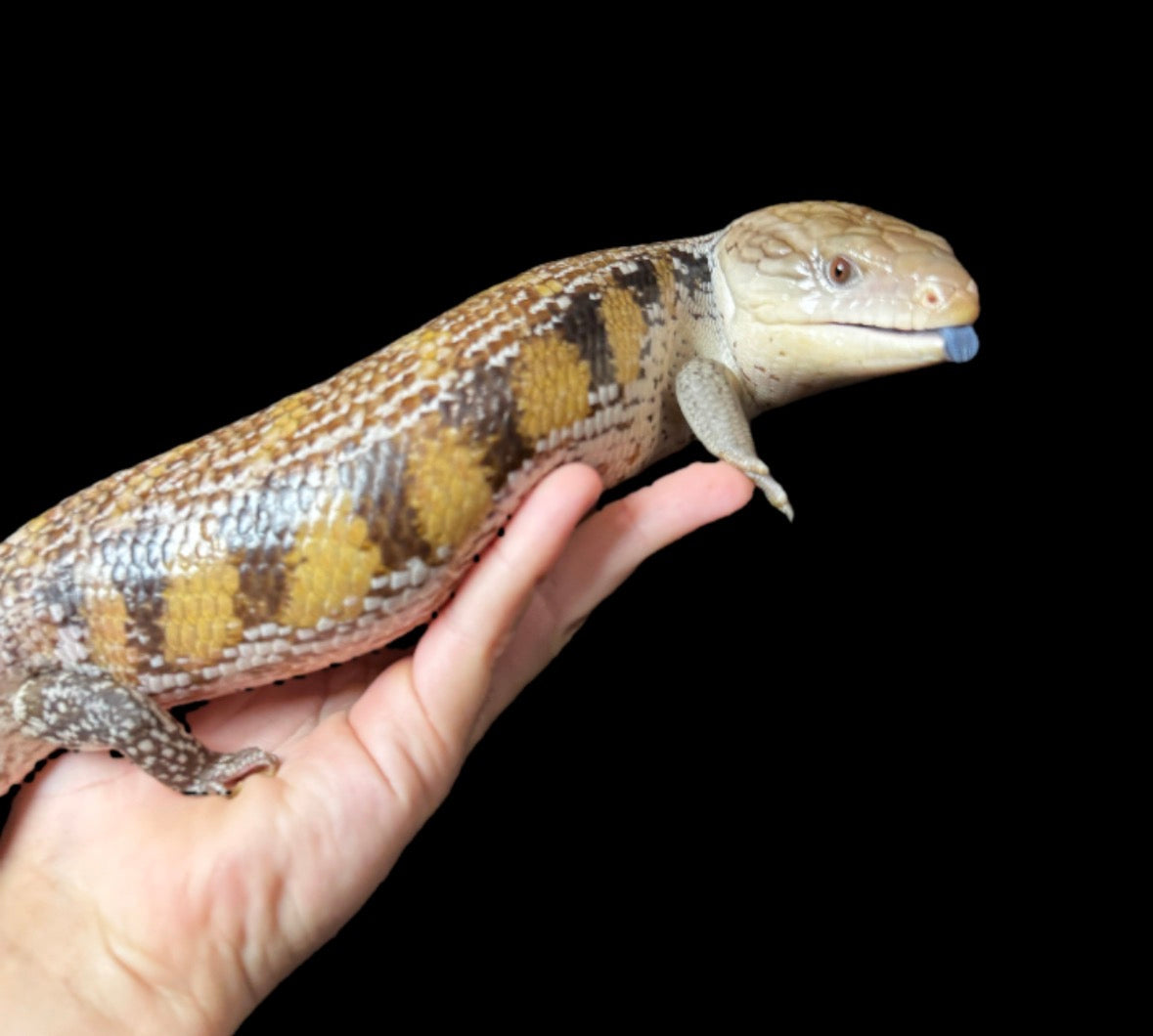 USA CB Adult Northern Blue Tongue Skink #3