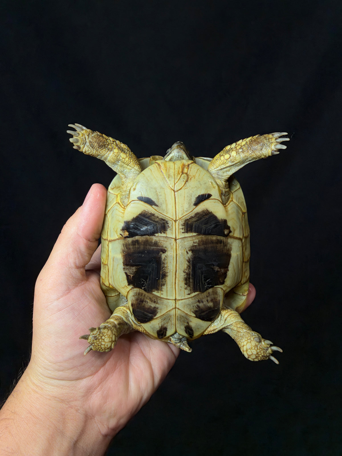 #8 Female Hermann’s Tortoise