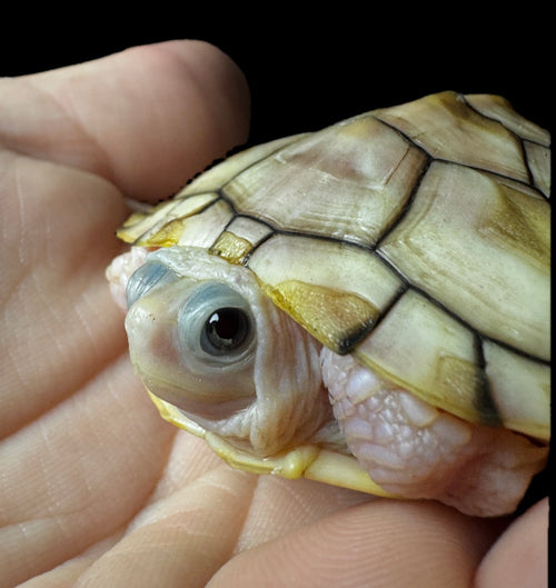 2-3” Caramel Pink Red Eared Slider!