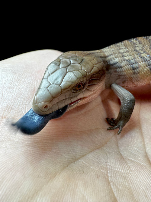 #2 USACB Northern Blue Tongue Skink!