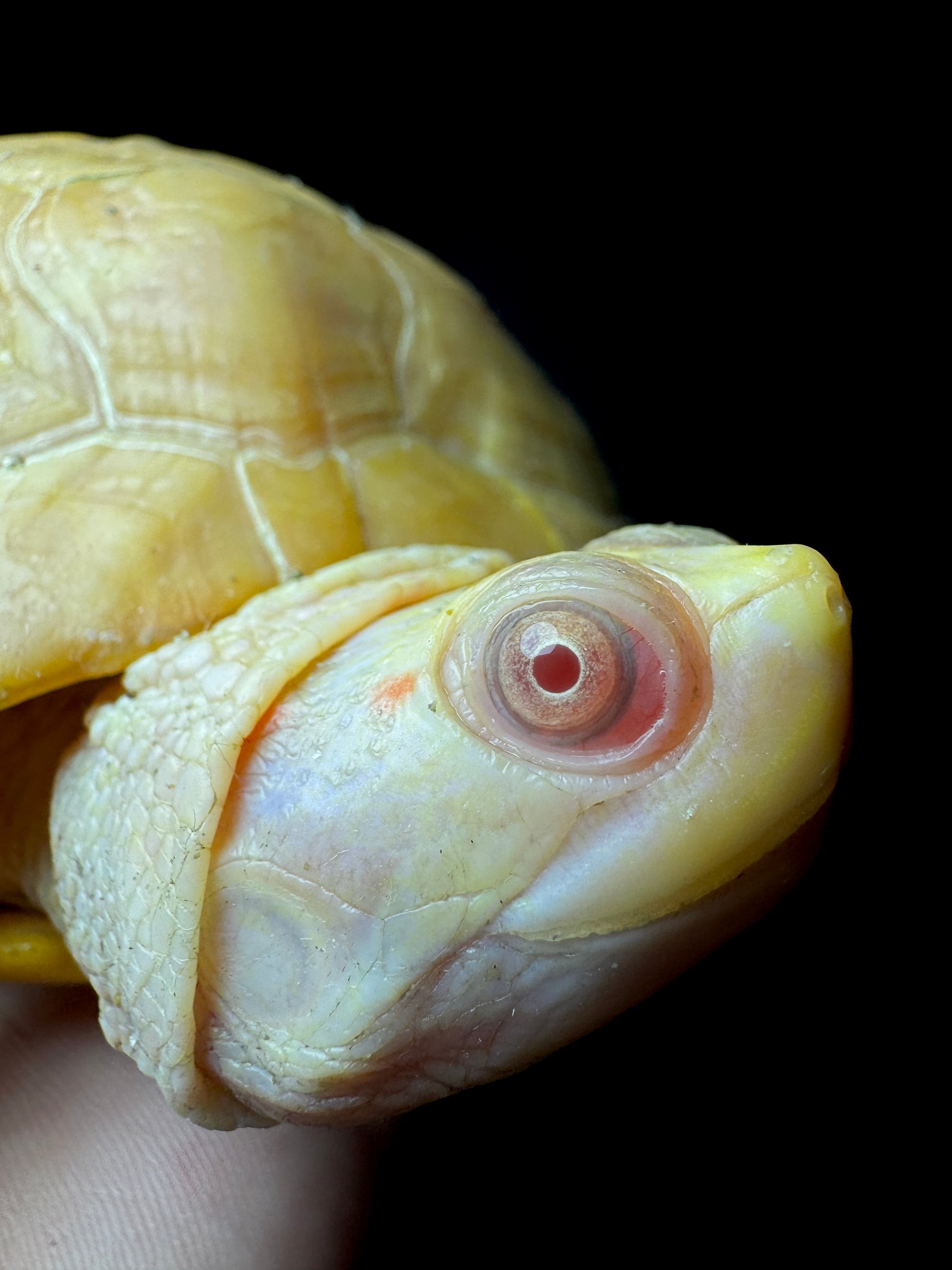 Albino Red Ear Slider 4-5”