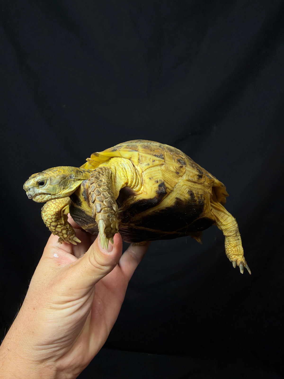 #3 Female Russian Tortoise