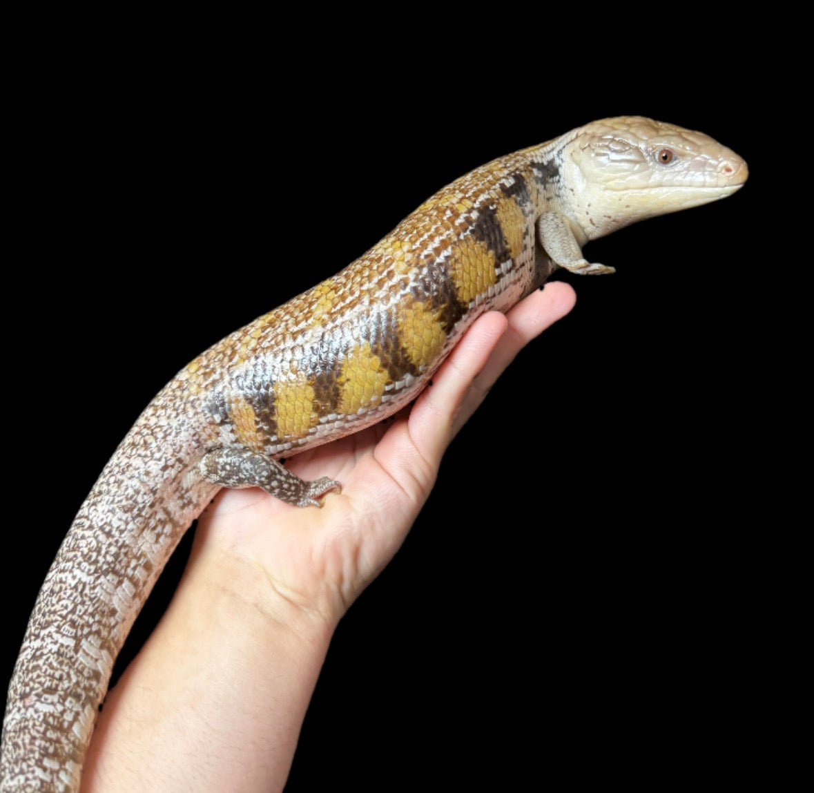 USA CB Adult Northern Blue Tongue Skink #3