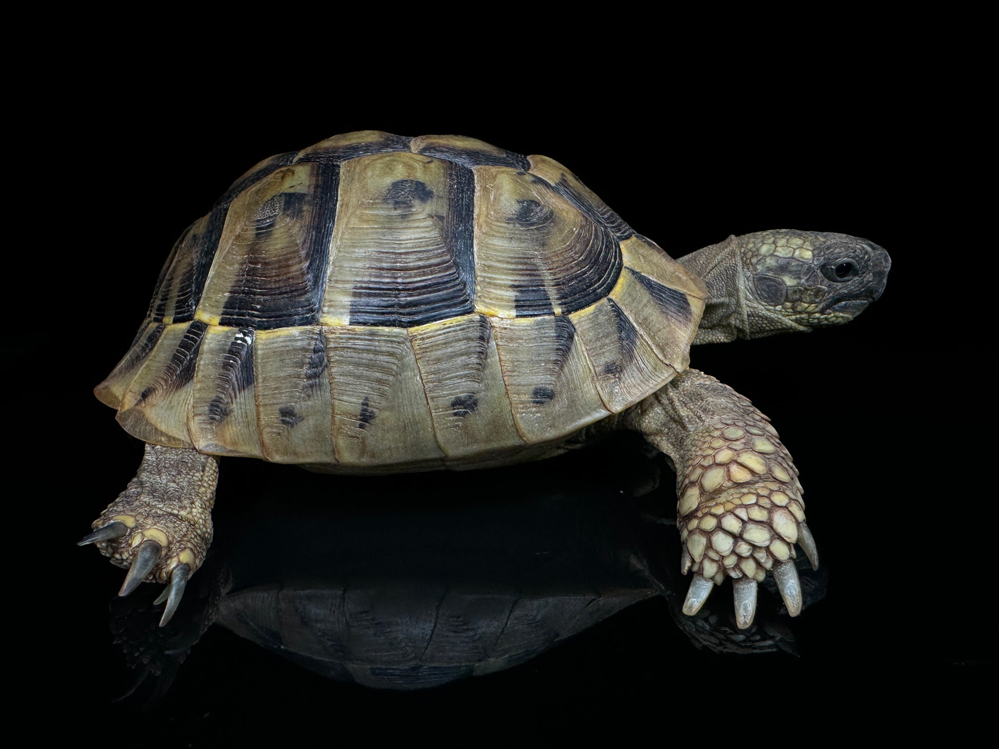 4-5” Hermann’s Tortoise CBB