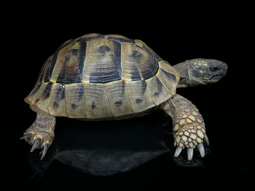 4-5” Hermann’s Tortoise CBB