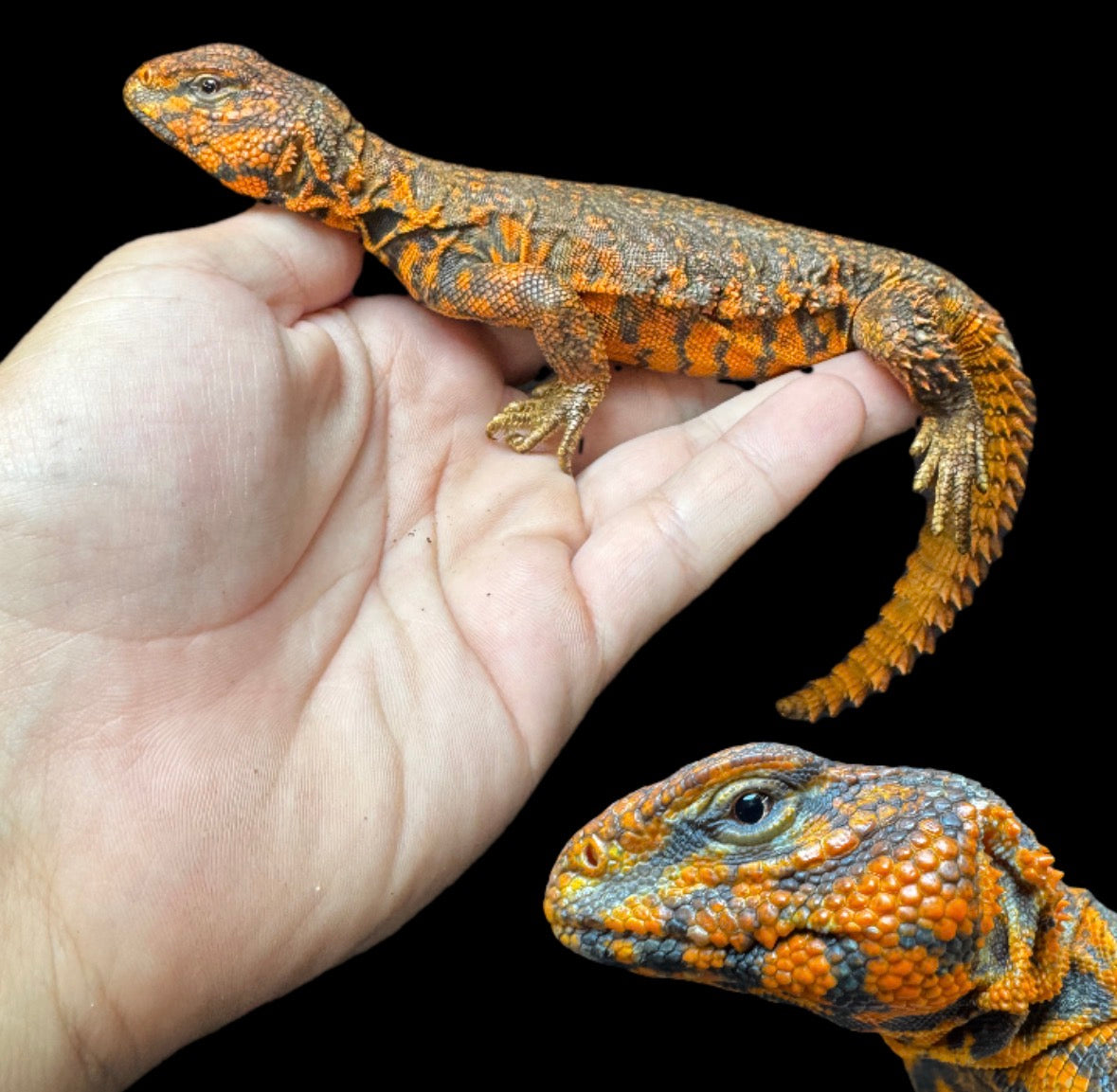 Adult Red Uromastyx