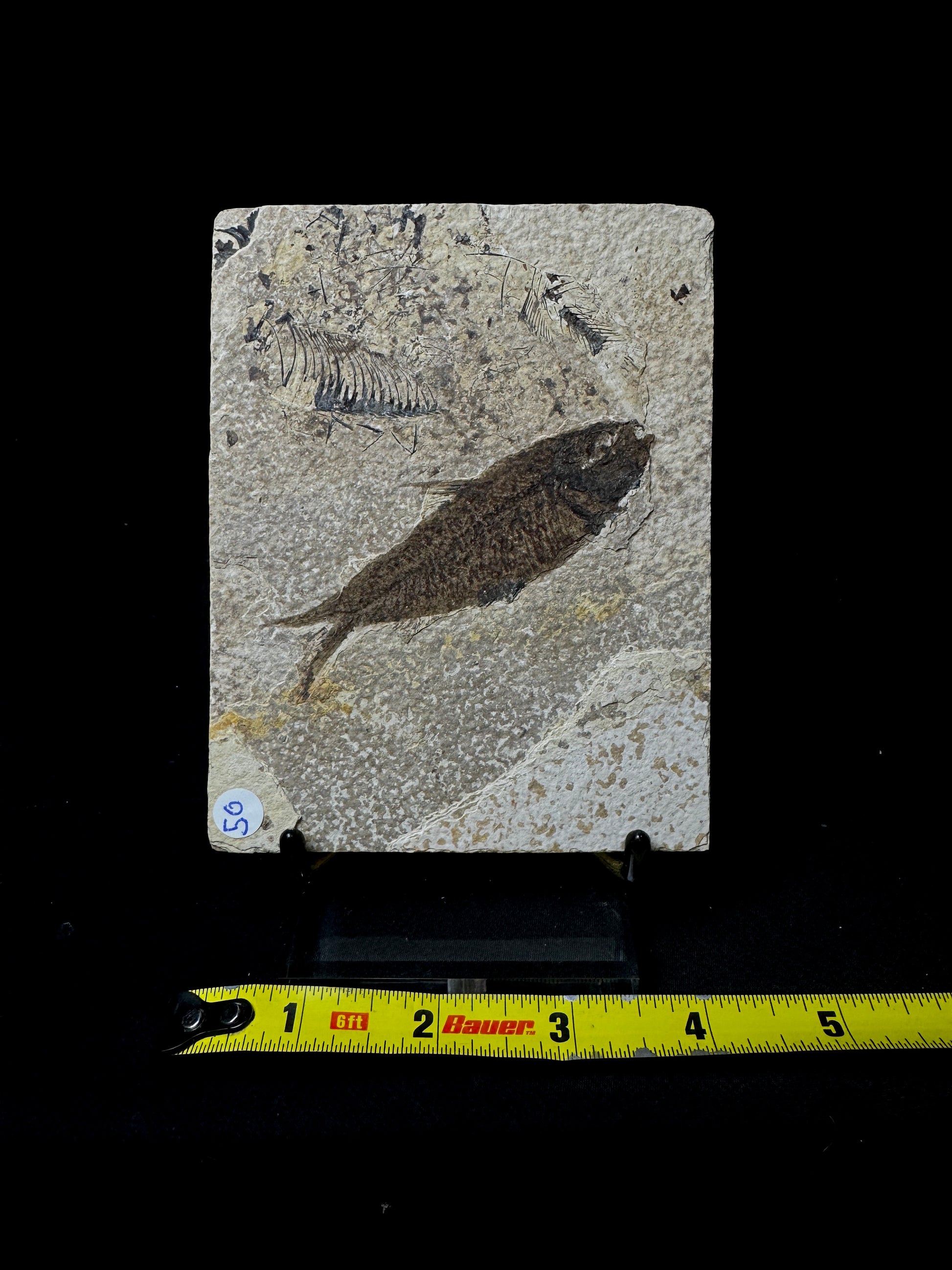 #14 Fish Plate