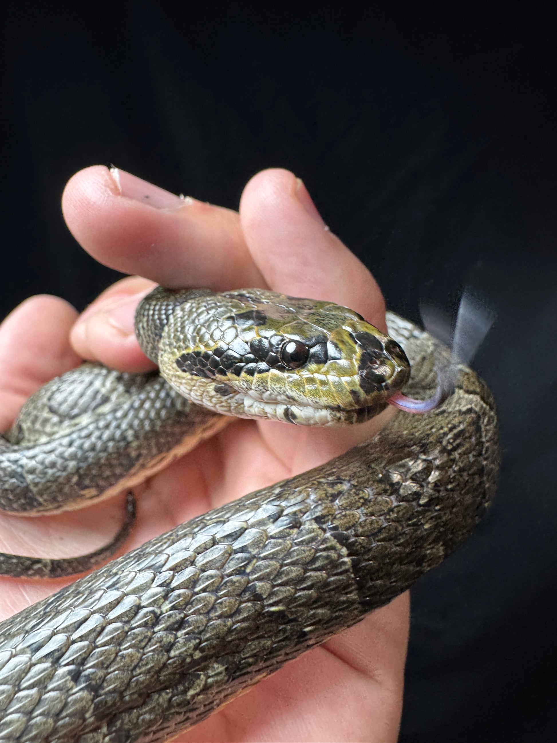 #1 Puff Faced Swamp Snake