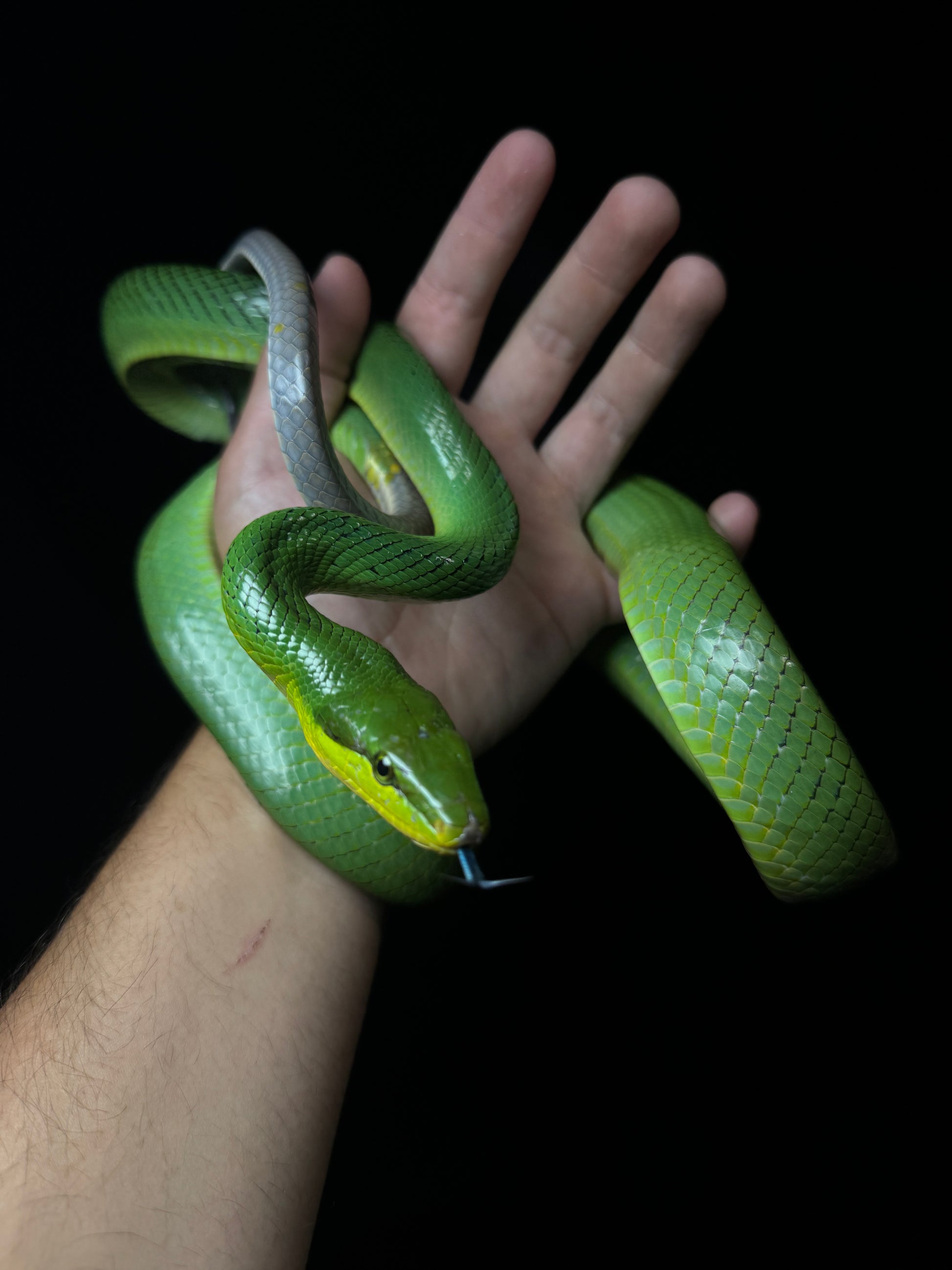 #1 Red-Tail Green Rat-snake