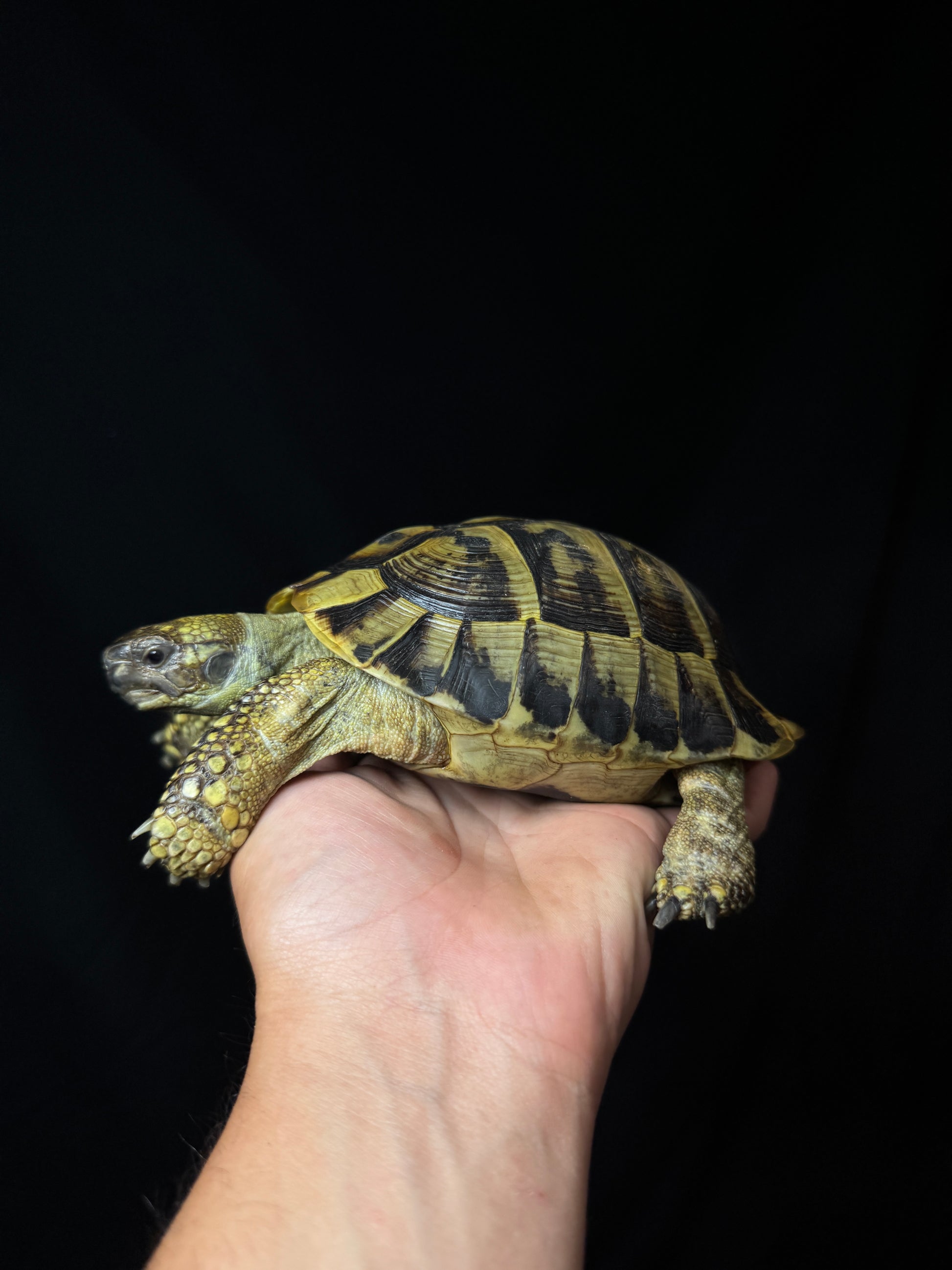 CB Breeder Male Herman’s #3