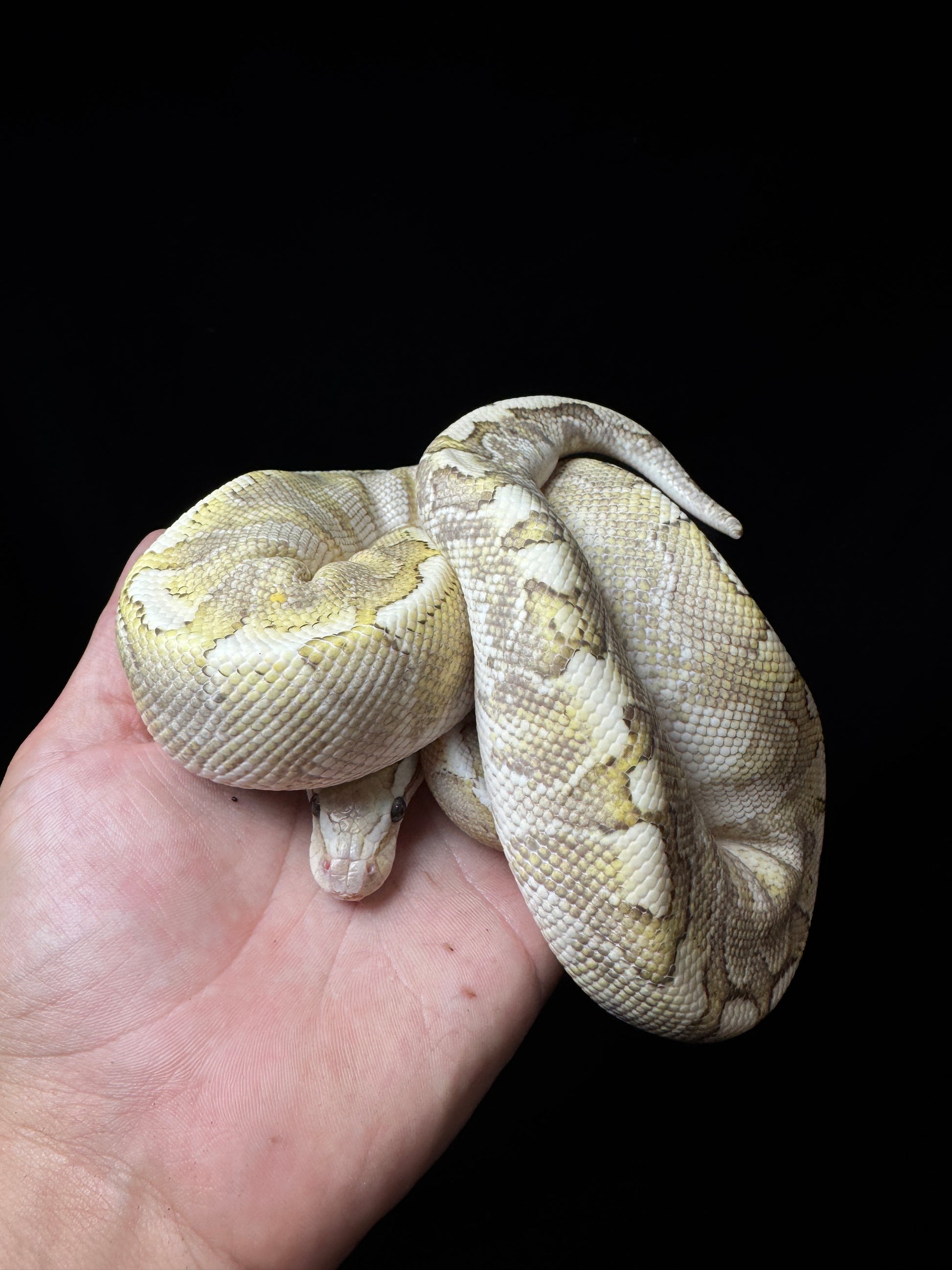 Male pastel echi bamboo bongo het clown