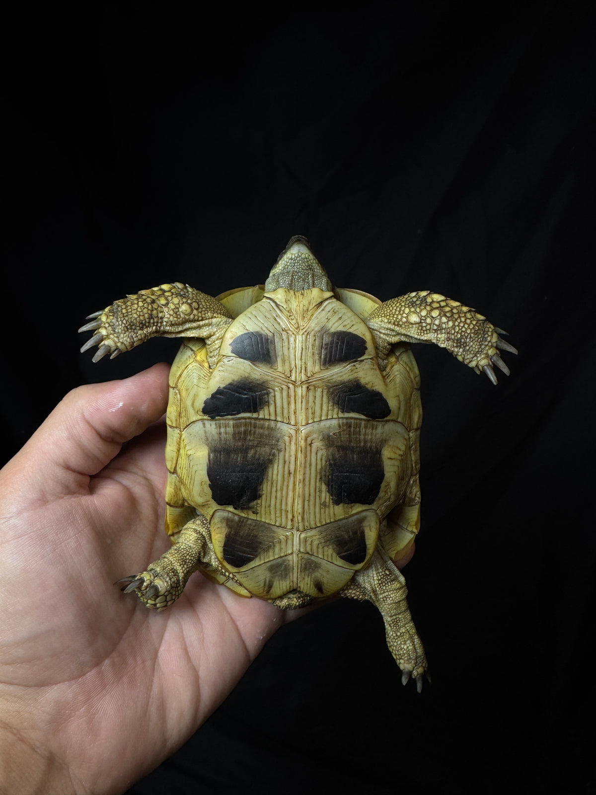 #2 USACB Female Hermann’s Tortoise