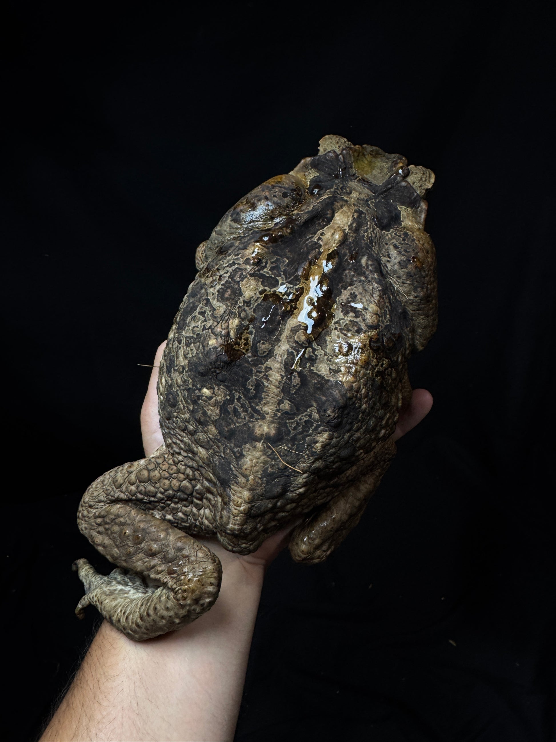#3 XXL Marine Toad!
