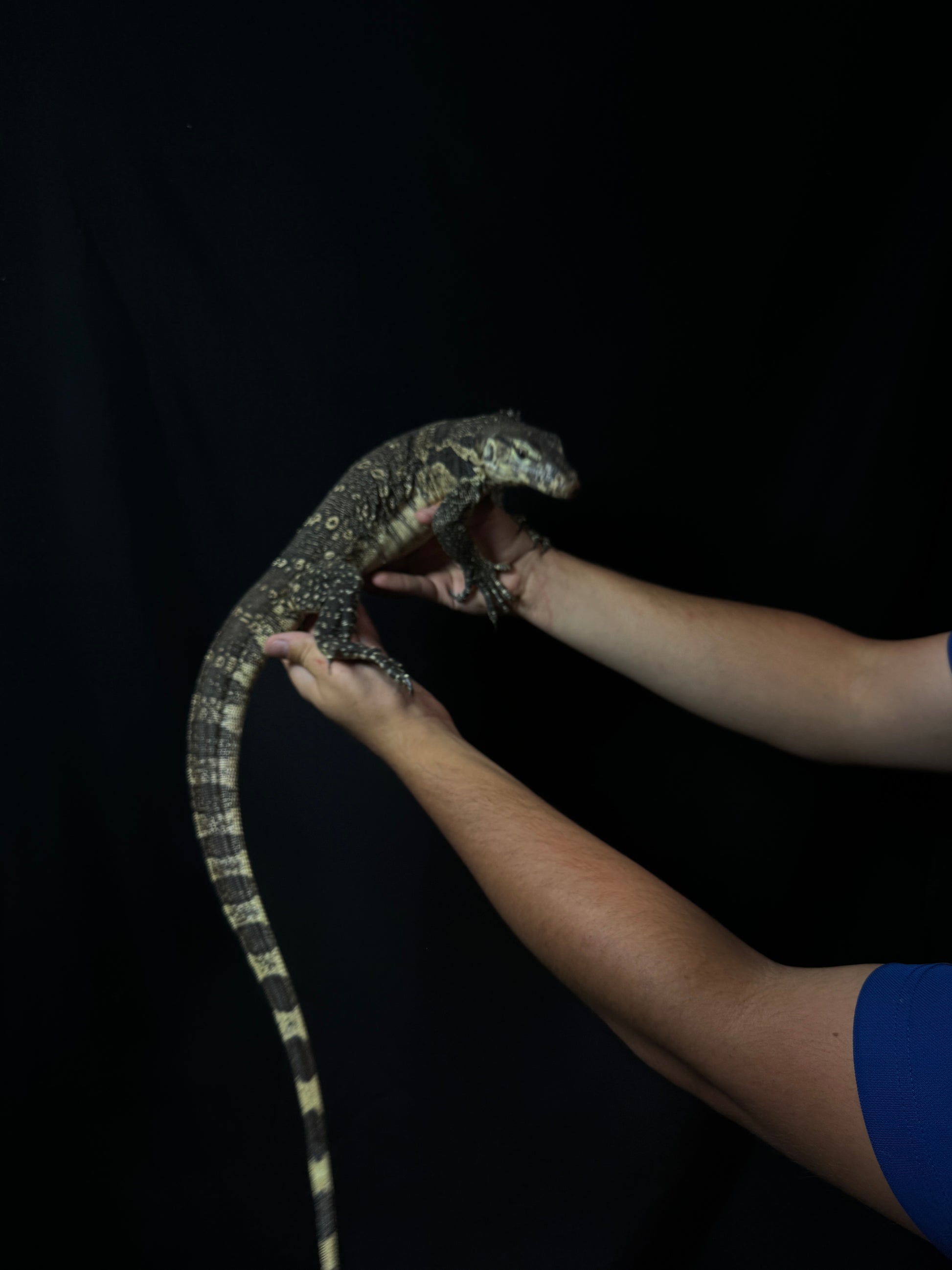 Asian Water Monitor!