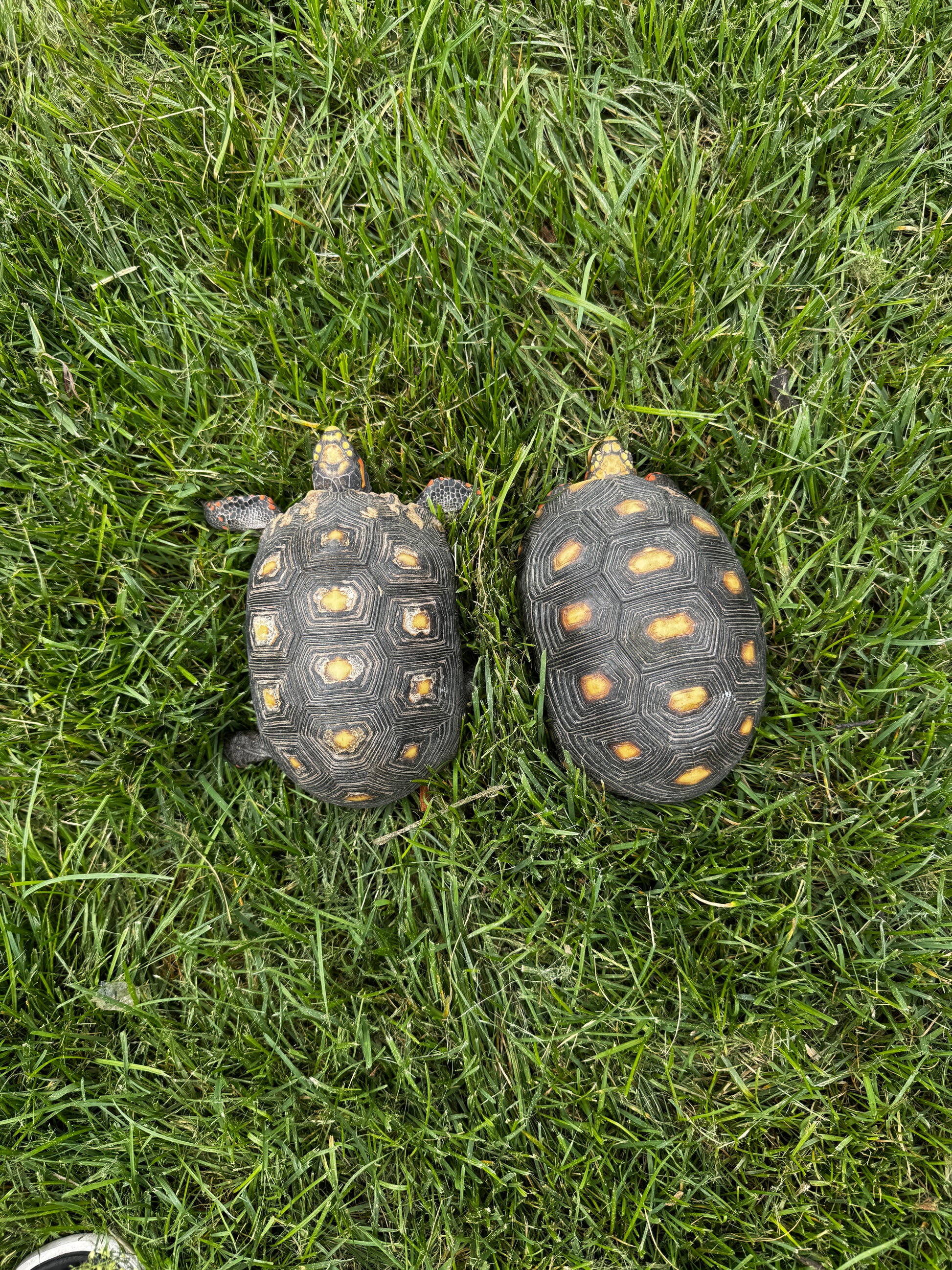 B Grade Redfoot Tortoise Pair!