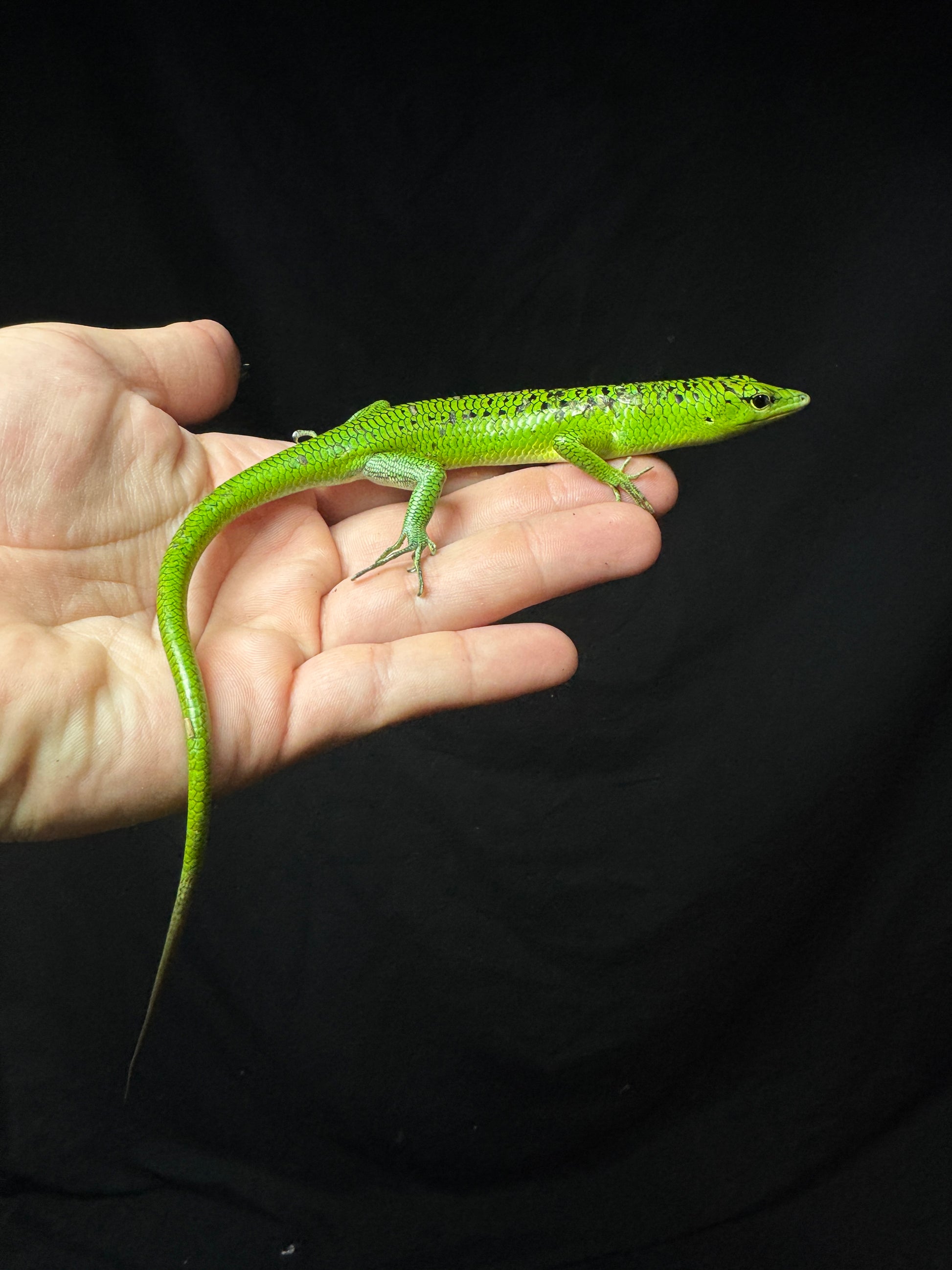 #2 Male Black Spotted Emerald Tree Skink