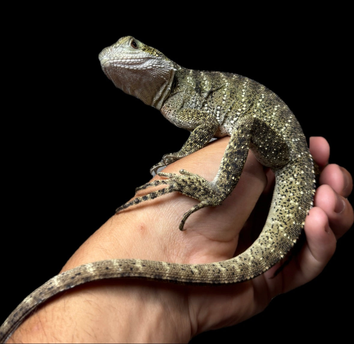 CBB Australian Water Dragon
