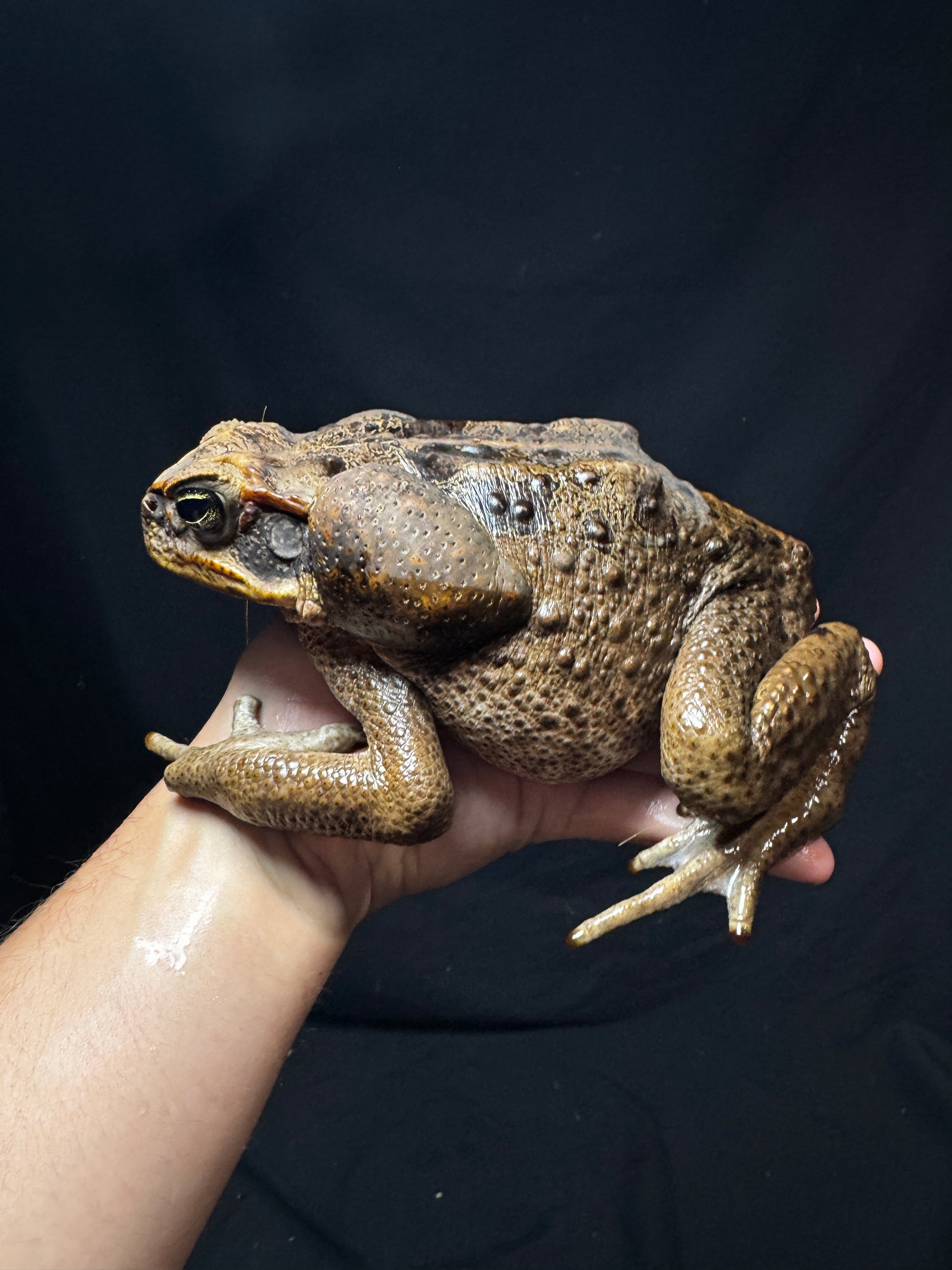 #2 XXL Marine Toad!