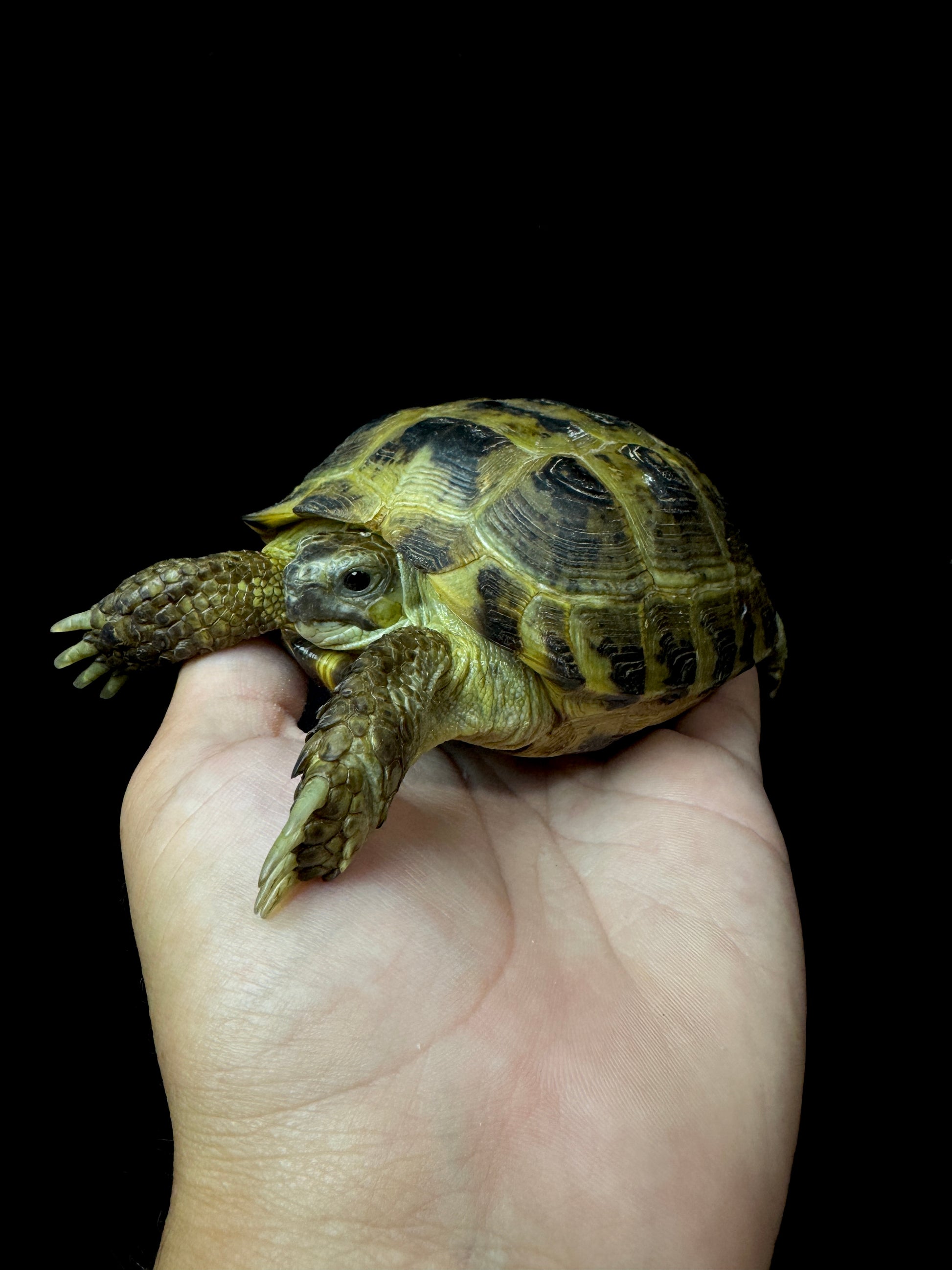 Female Russian Tortoise #10