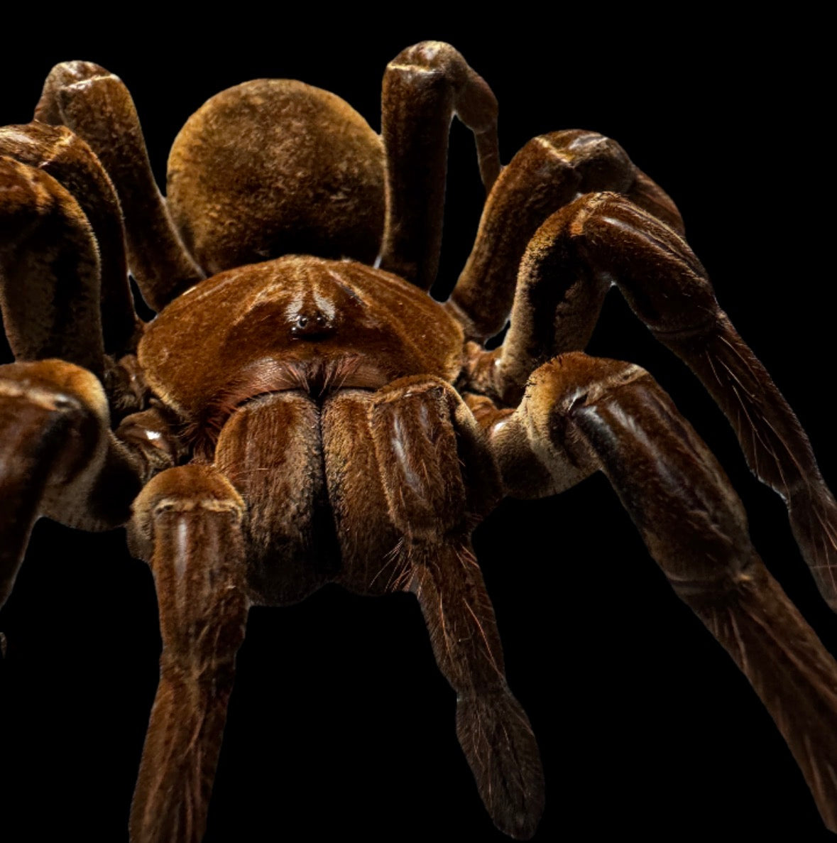4-5” Goliath Bird Eater Tarantula.