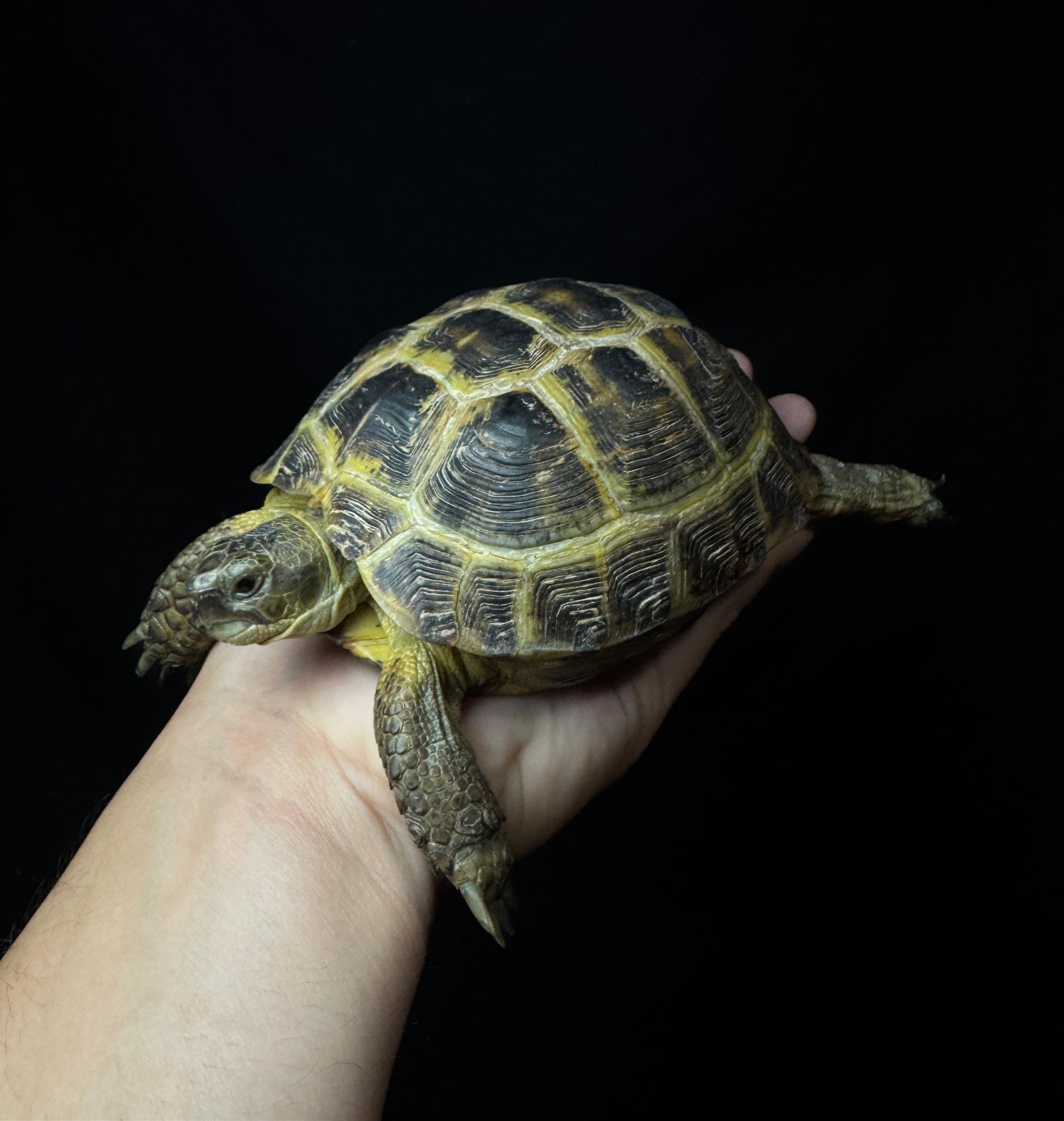 #11 Large Female Russian Tortoise