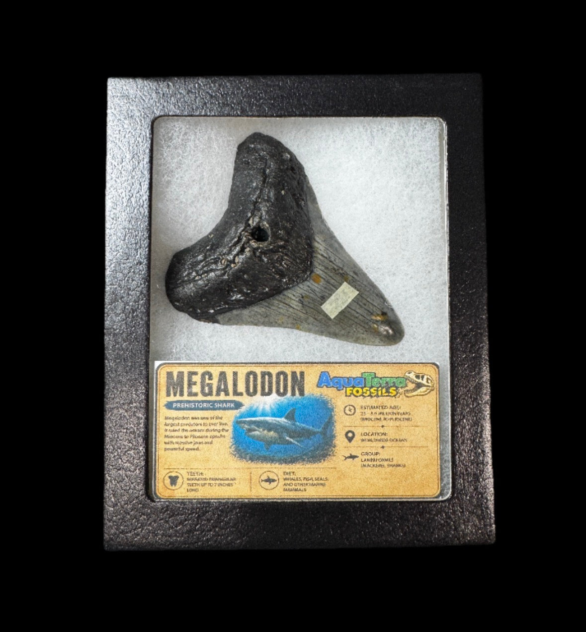 3.2” Megalodon Tooth With Case #5