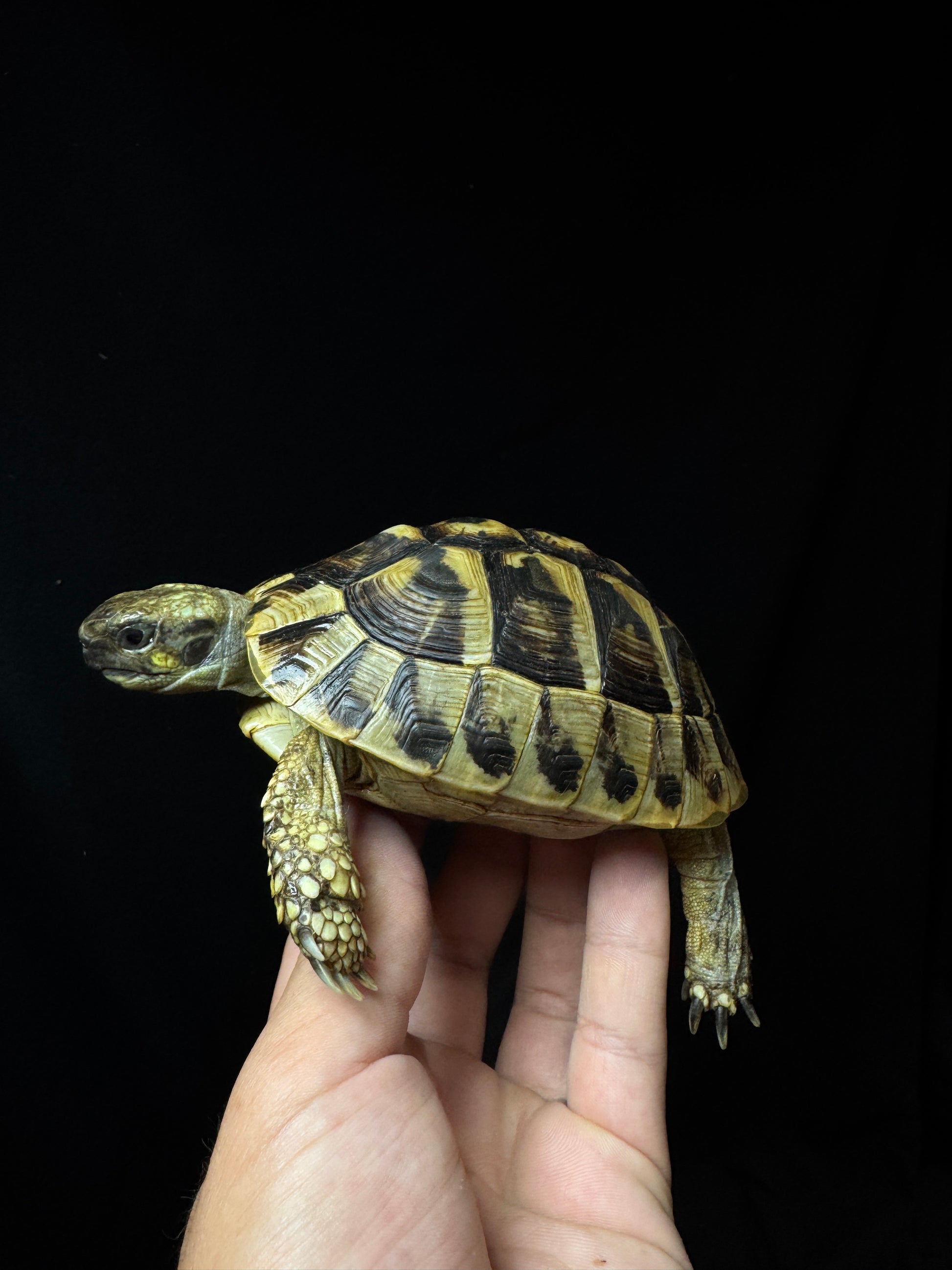 #18 Female USACB Hermann’s Tortoise