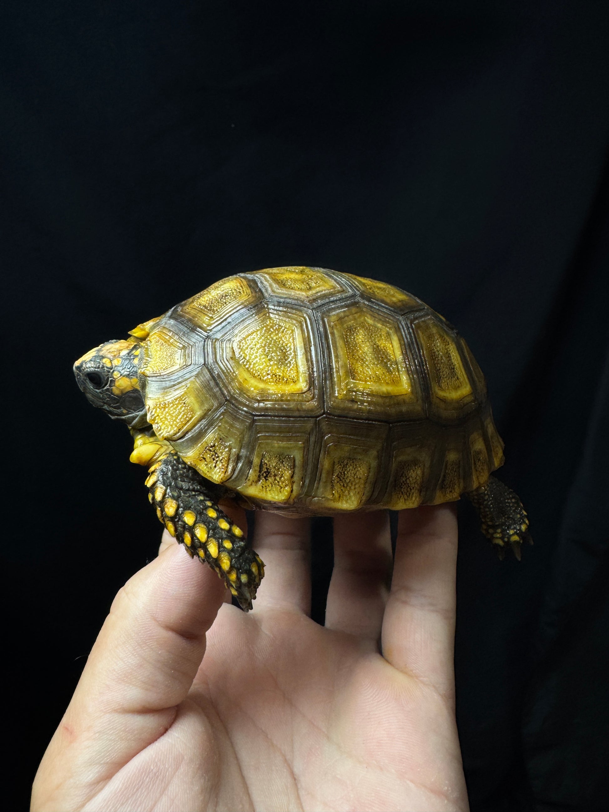 Amazon Basin Yellow Foot Tortoise