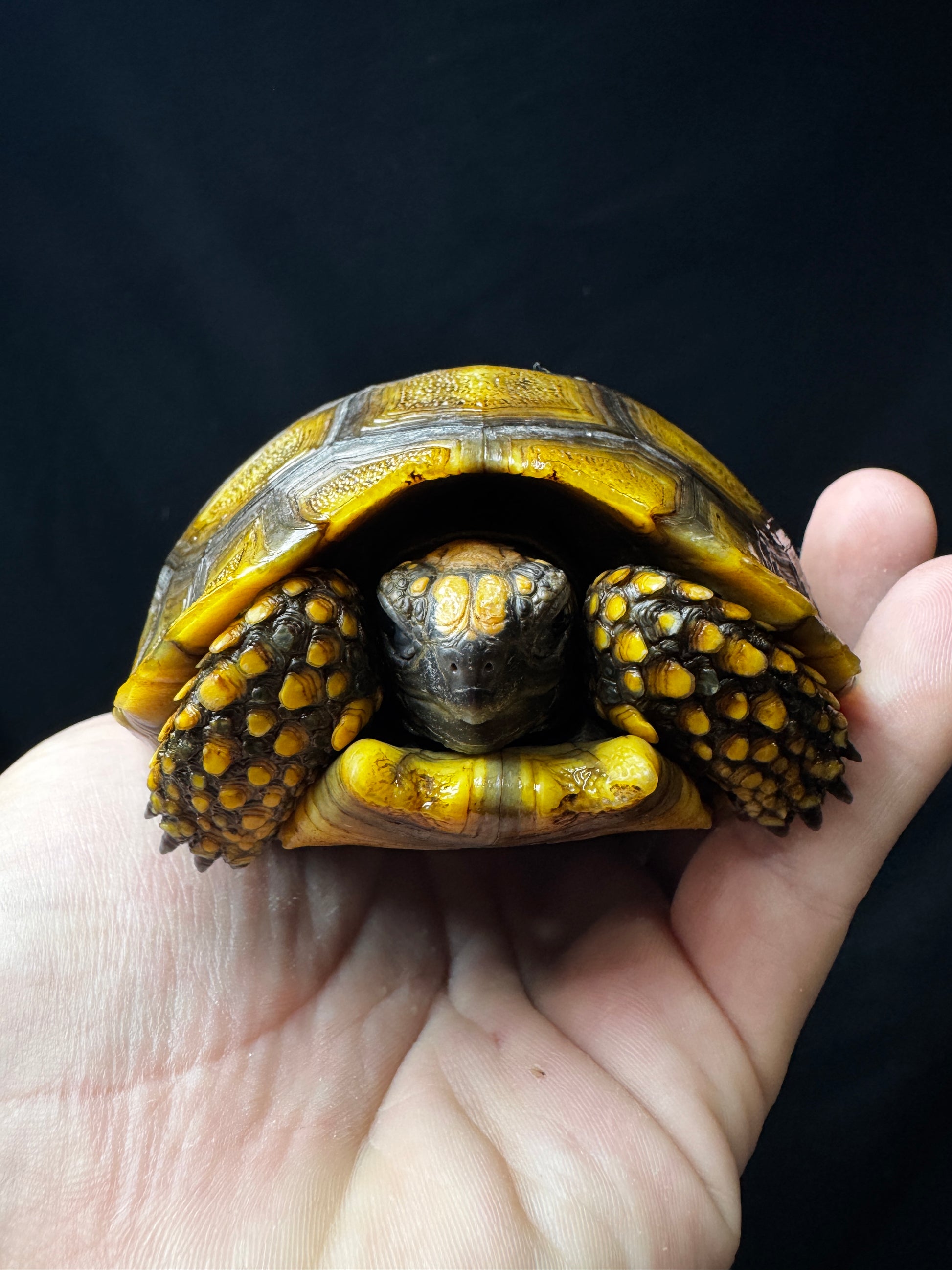 Amazon Basin Yellow Foot Tortoise