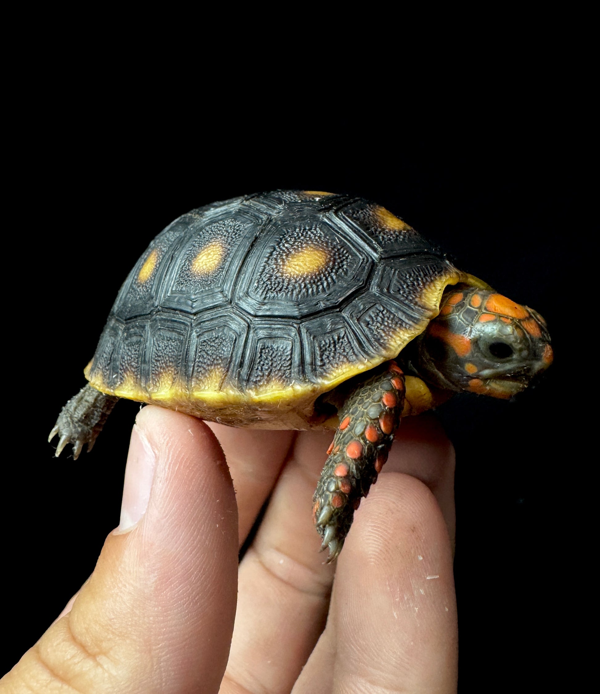 USACB RedFoot Tortoise