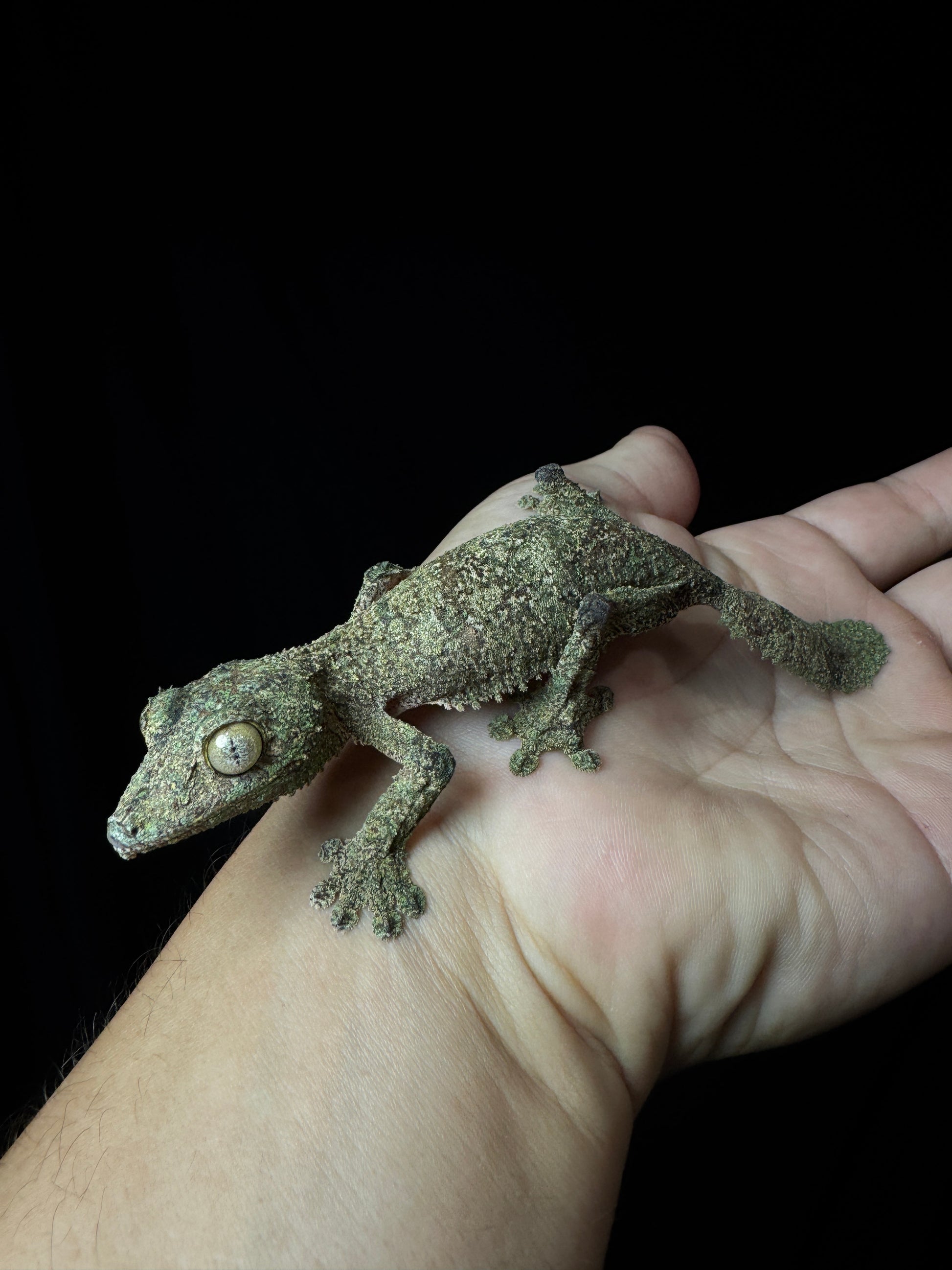Sikorae Leaf Tail Gecko Female #2