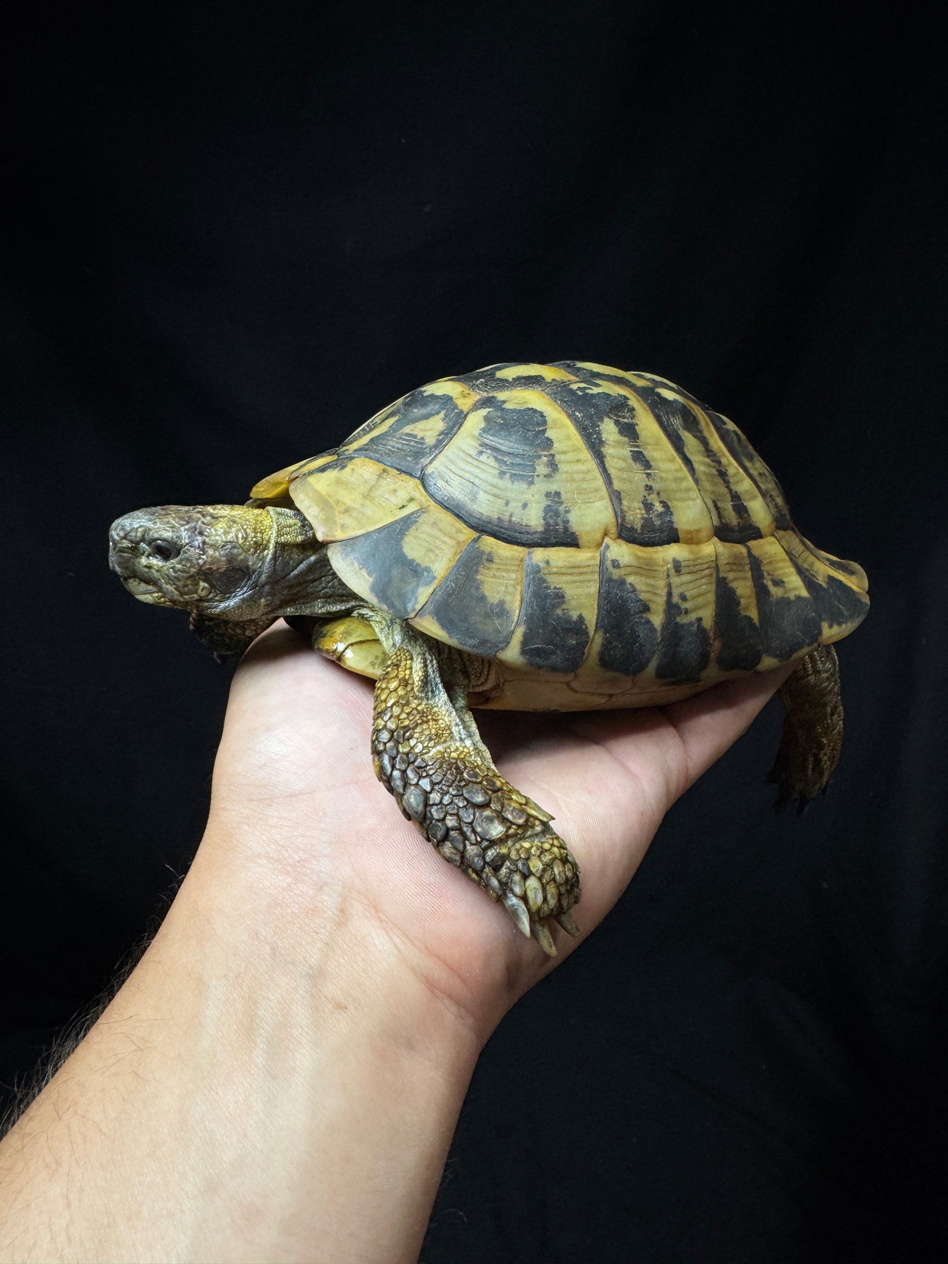 #50 Adult Hermann’s Tortoise