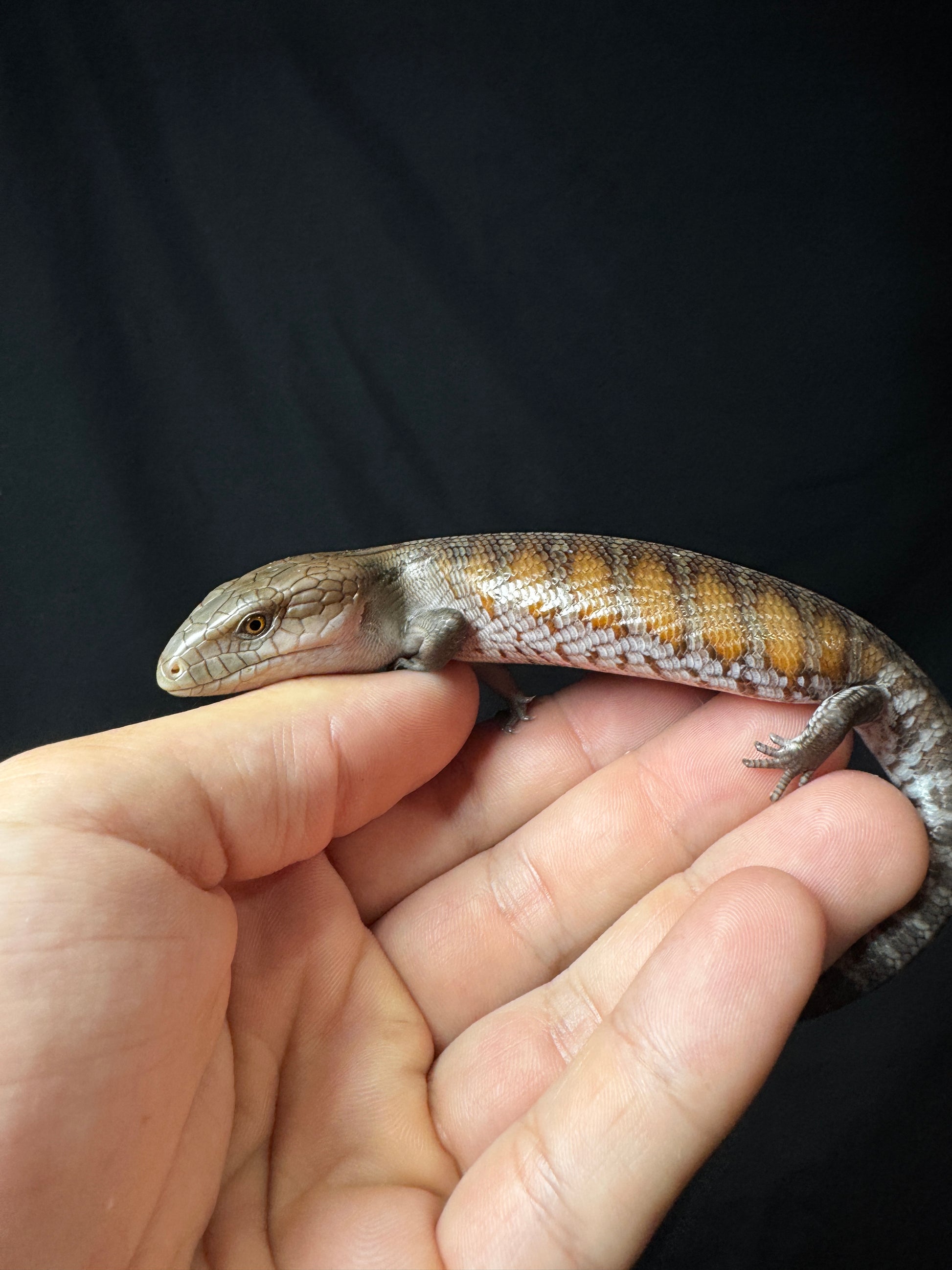 #6 USACB Northern Blue Tongue Skink