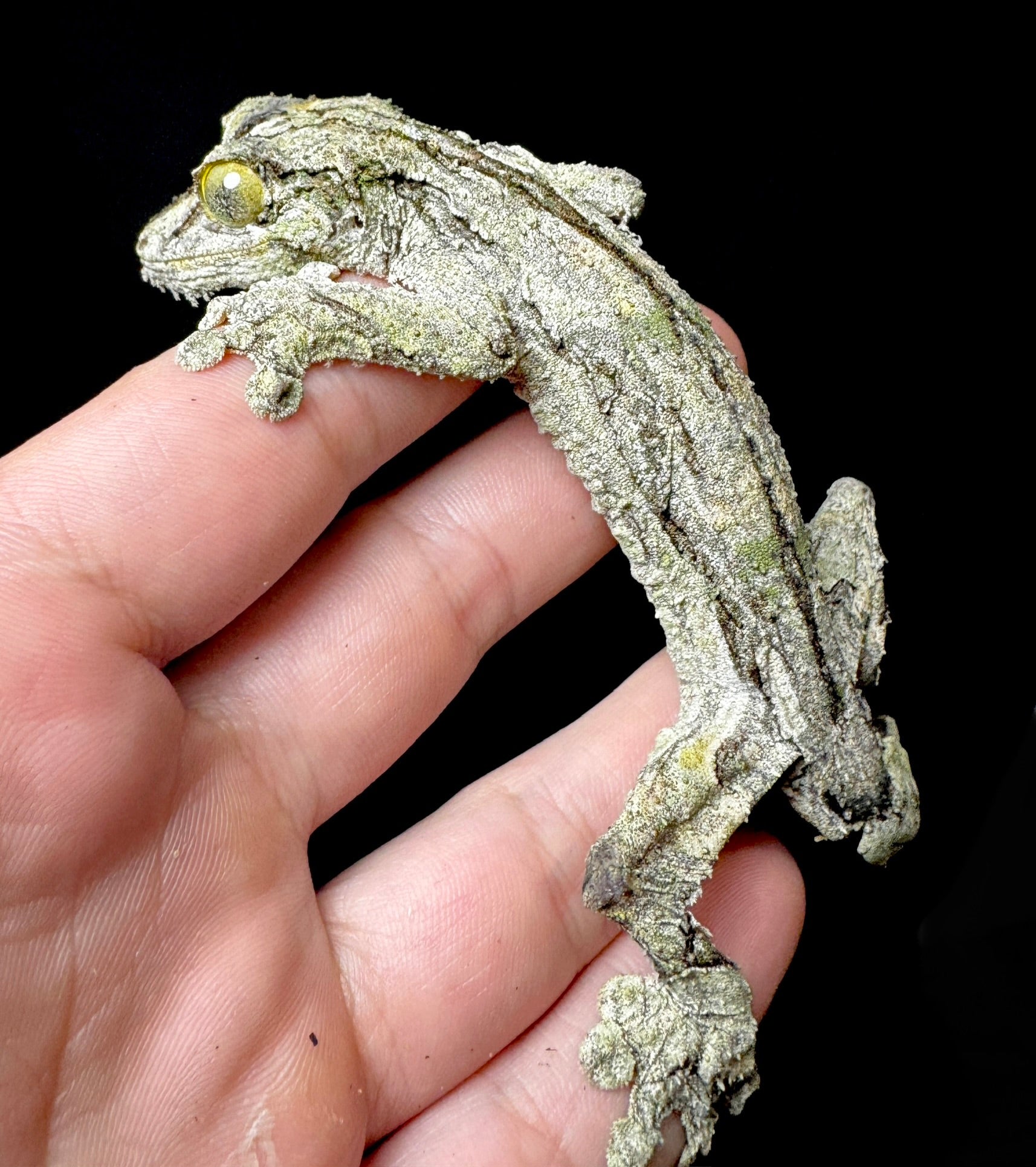 Male Sikorae Leaf Tail!