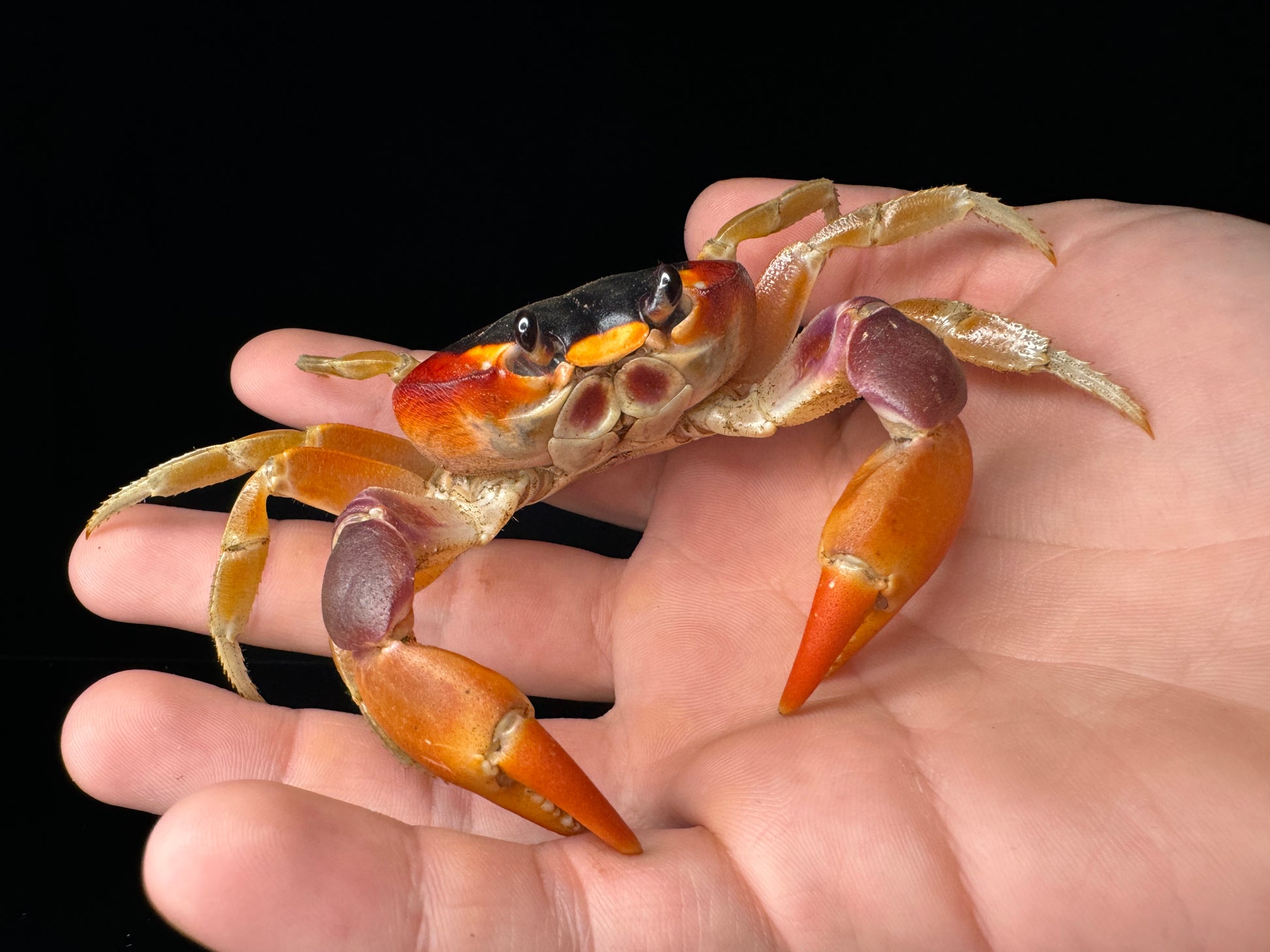 Red Moon Crabs!